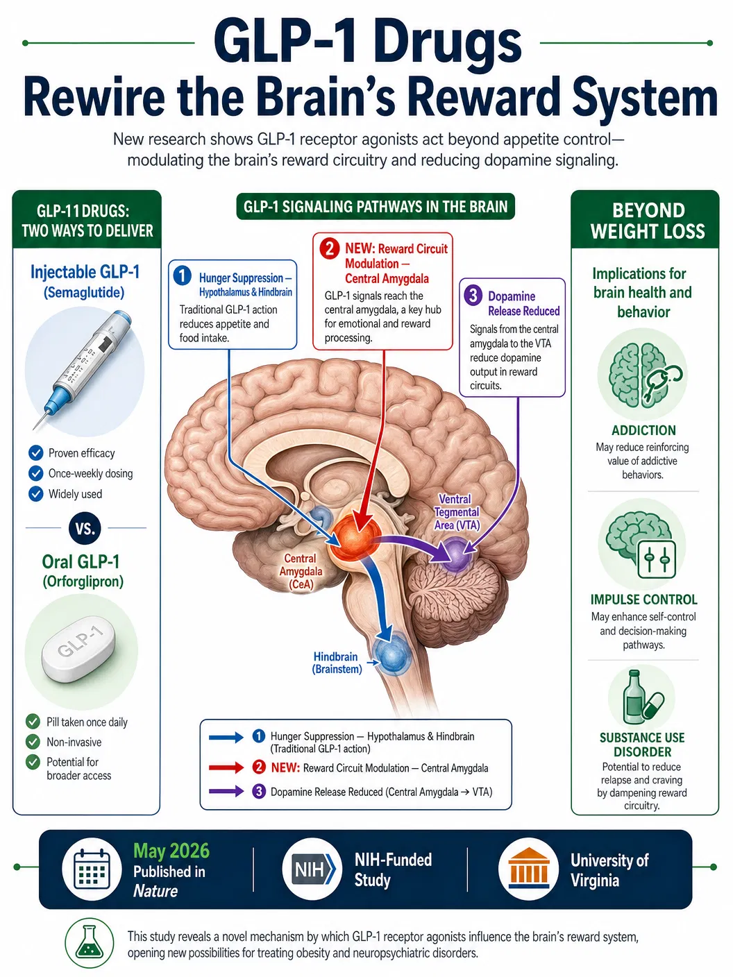 GLP-1 Weight-Loss Drugs Now Rewire the Brain's Reward System — What This Means for Obesity and Addiction