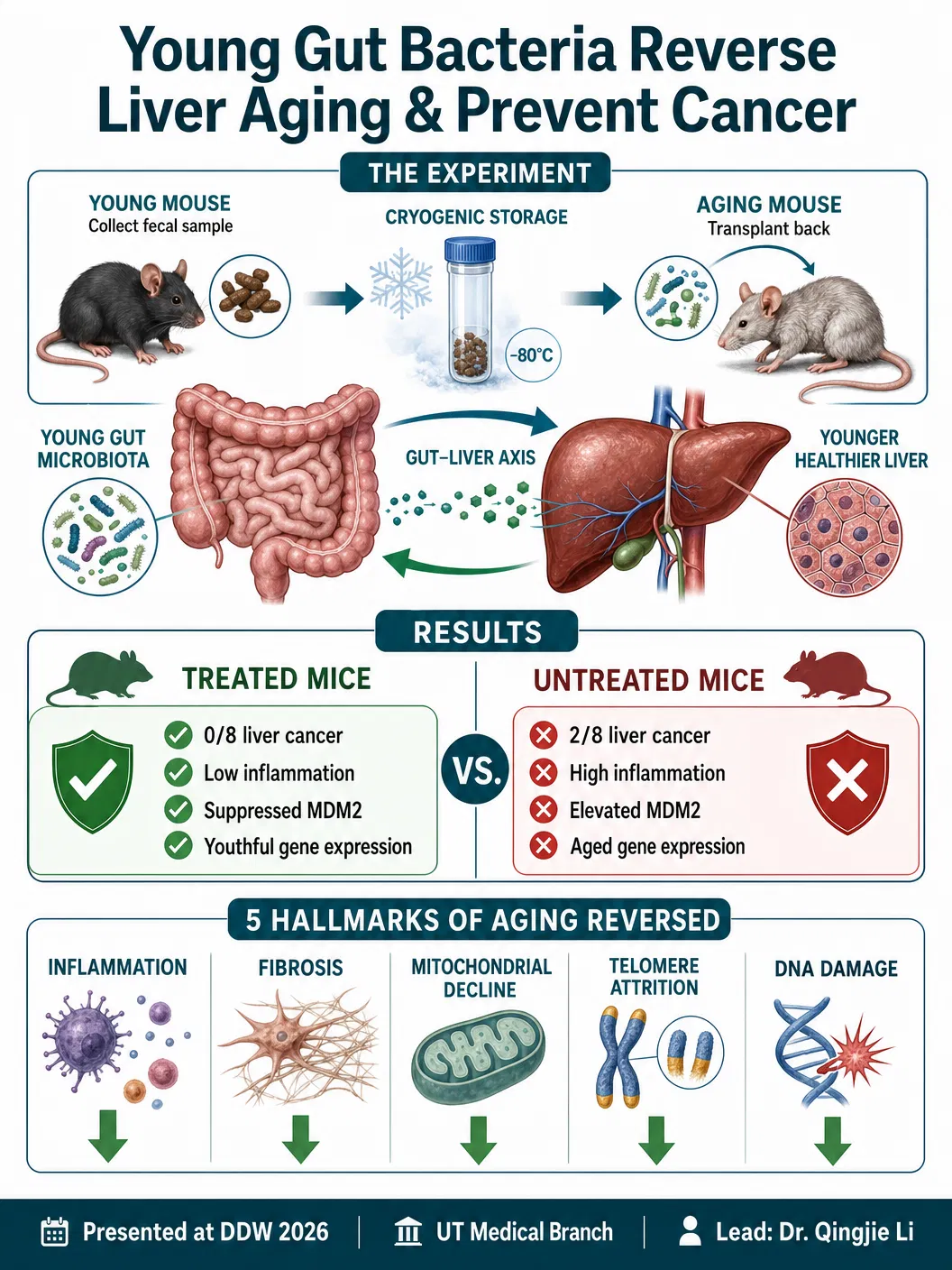 Scientists Reversed Liver Aging With Young Gut Bacteria — And Prevented Cancer in the Process