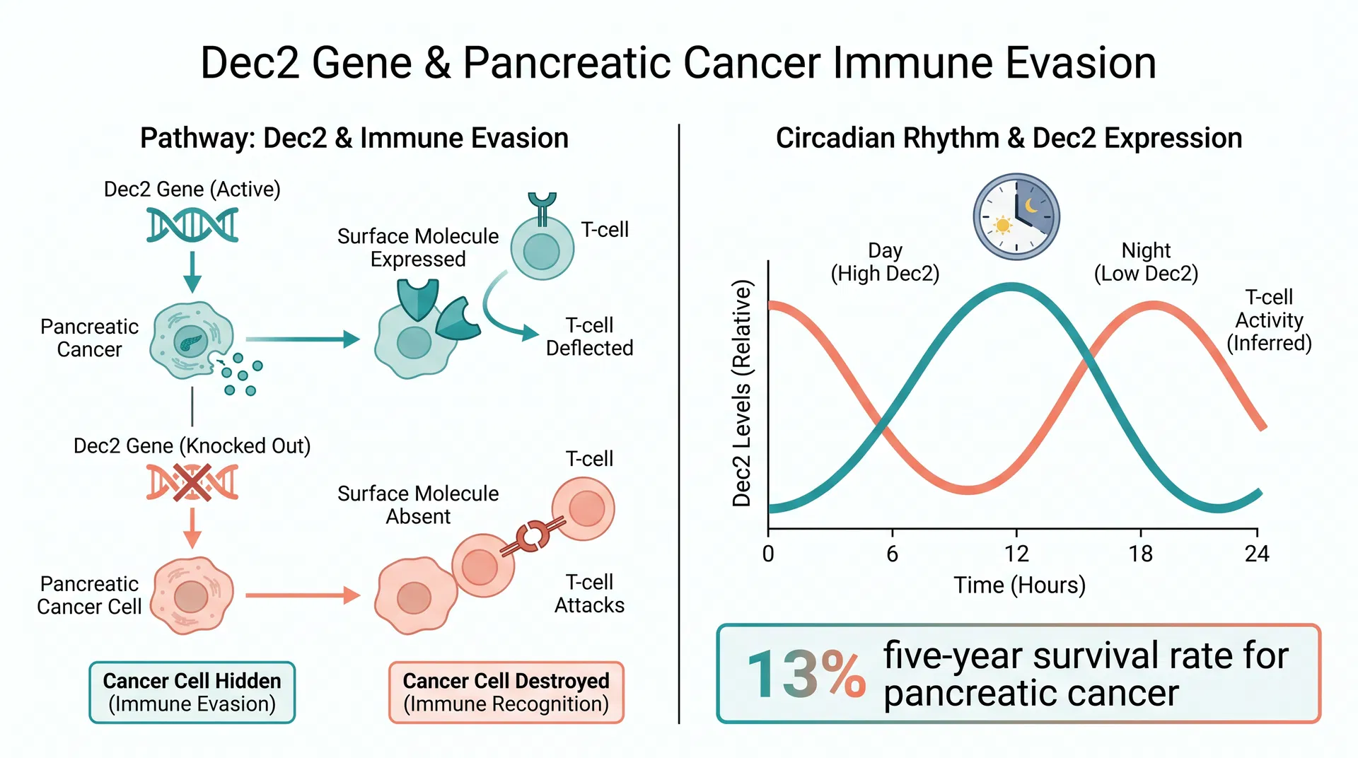 The Clock Gene Hiding Pancreatic Cancer From Your Immune System