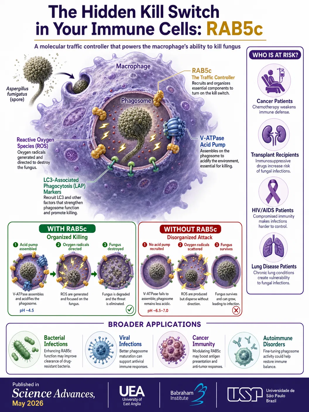 Scientists Discover a Hidden 'Kill Switch' in Immune Cells — A Breakthrough Against Deadly Fungal Infections
