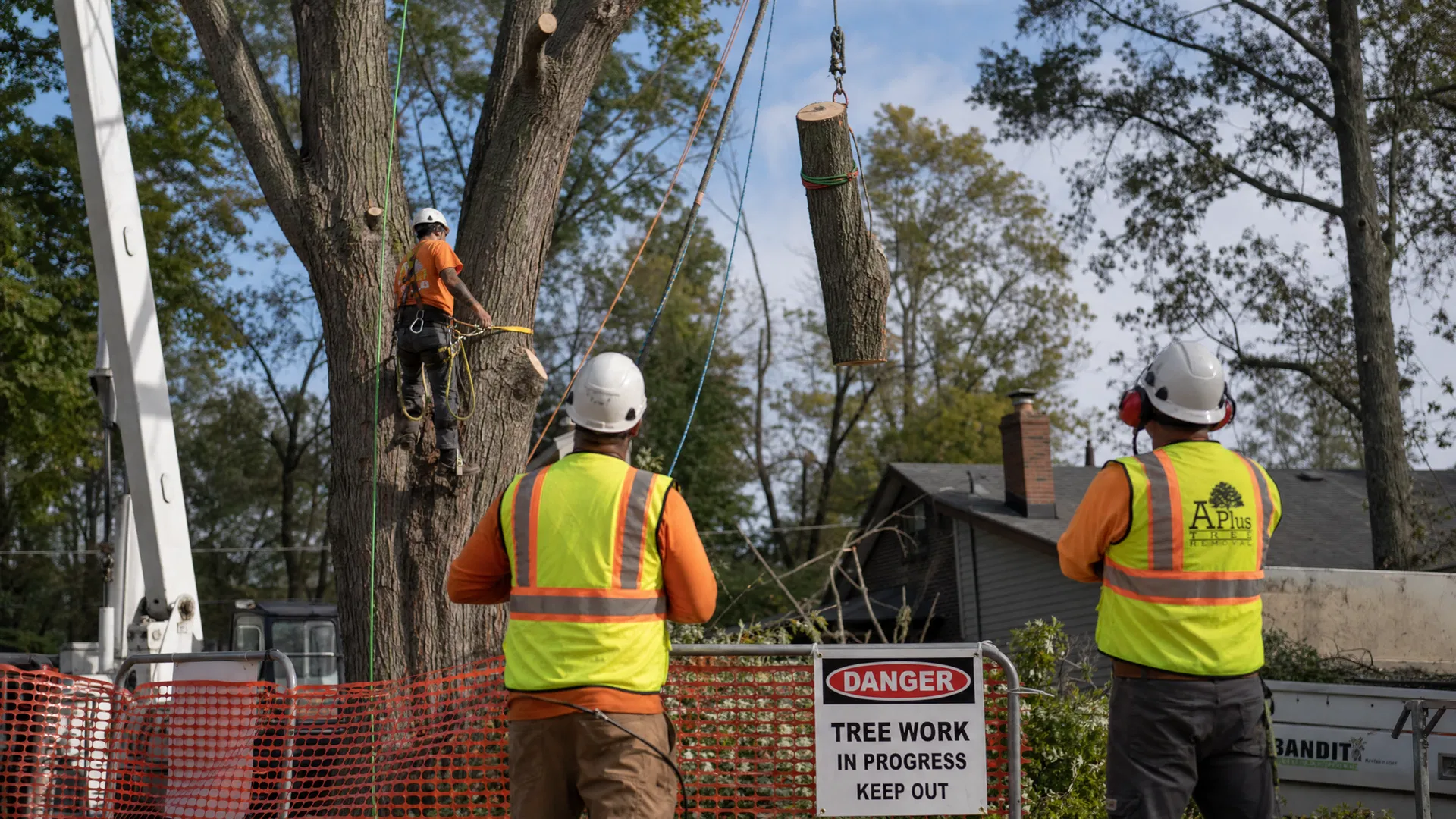 Professional tree removal safety standards
