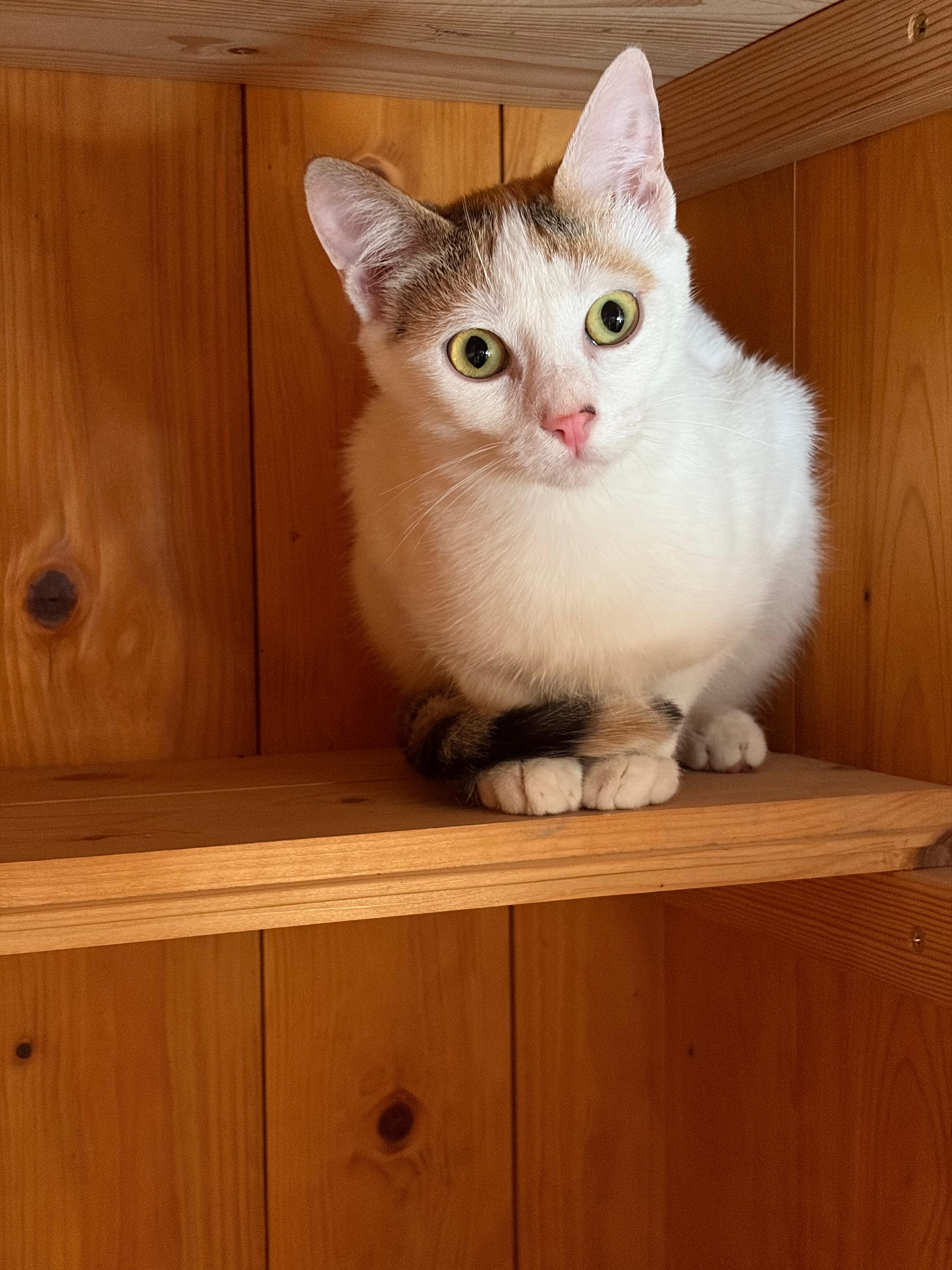 Agatha