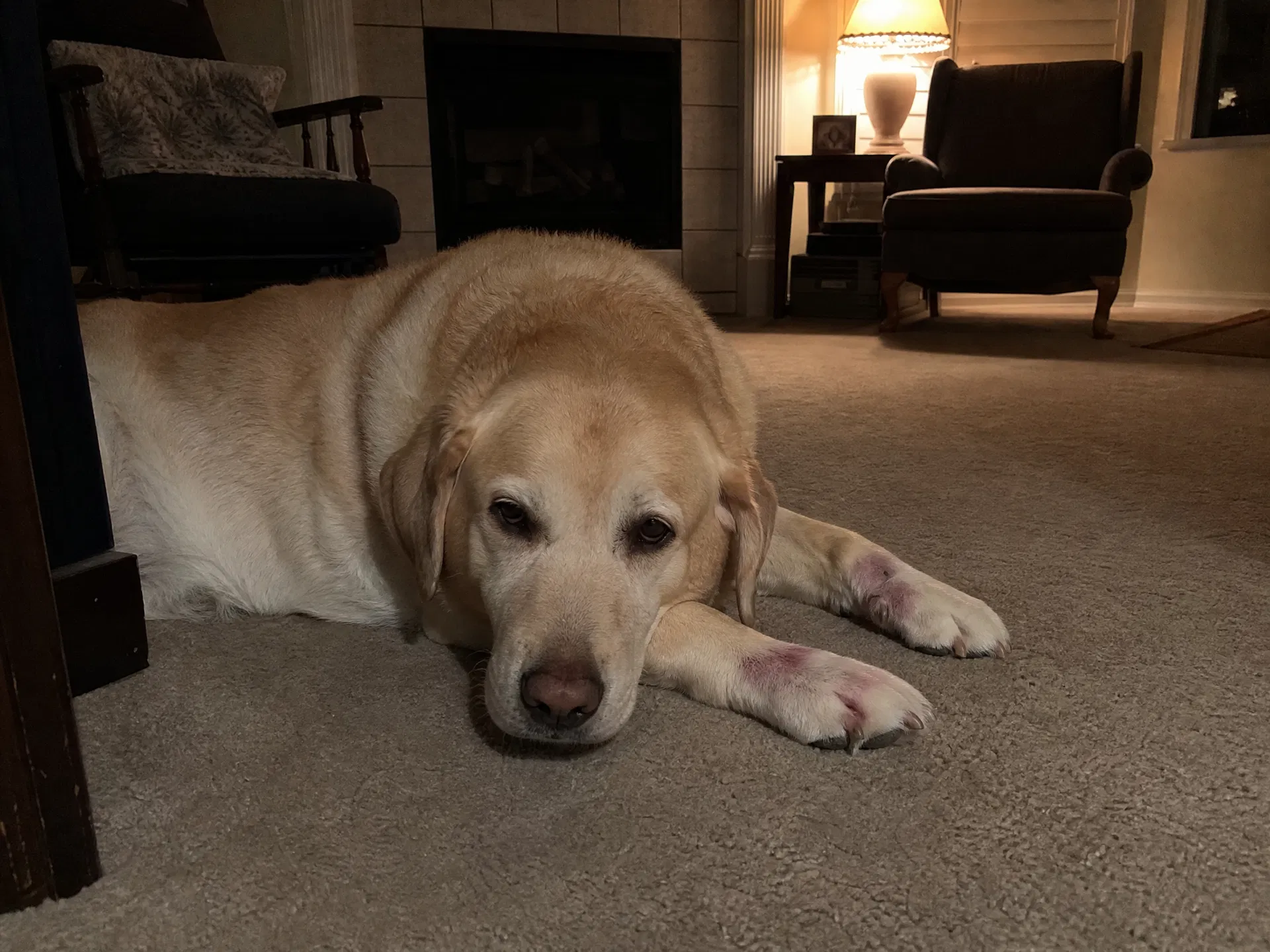 Dog lying restless at night