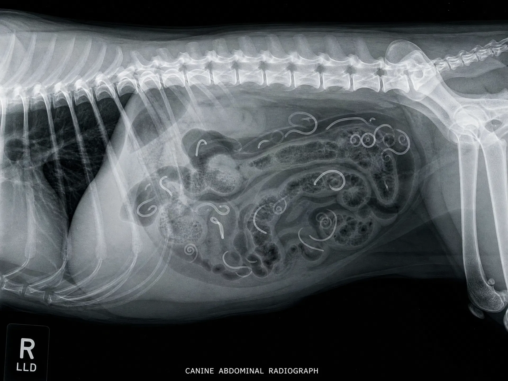 Canine abdominal X-ray showing intestinal parasites