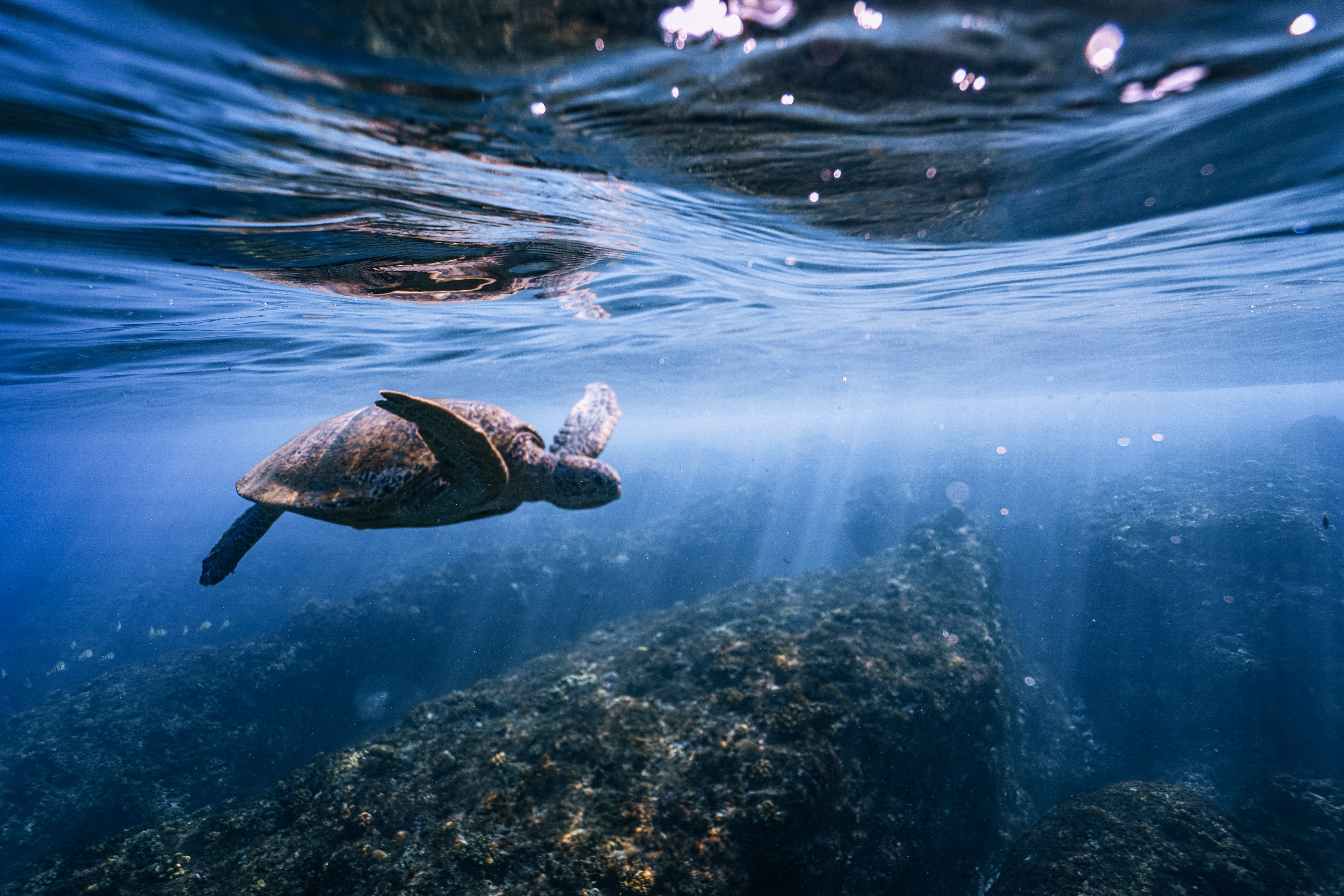 小琉球海龜觀察復健團
