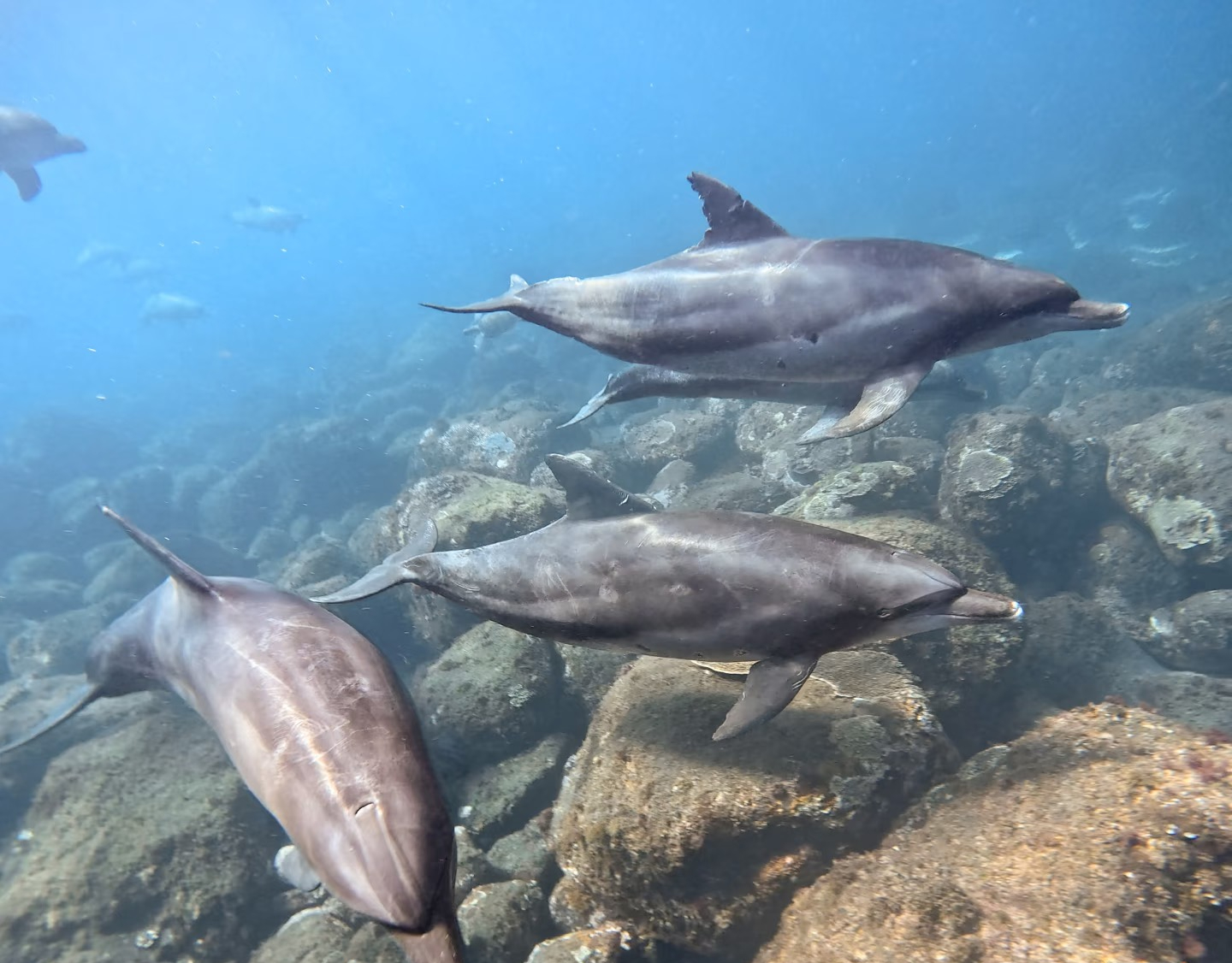 與海豚共游－日本御藏島