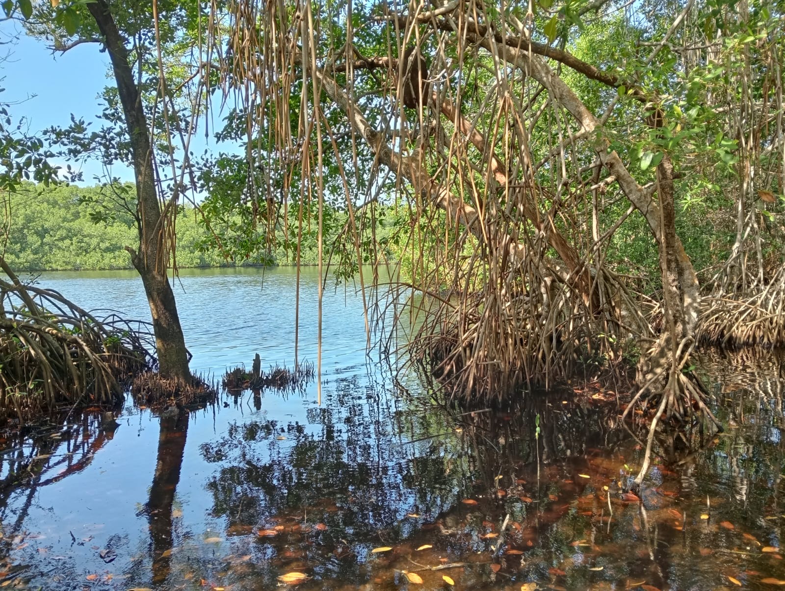 La Solución Somos Todos