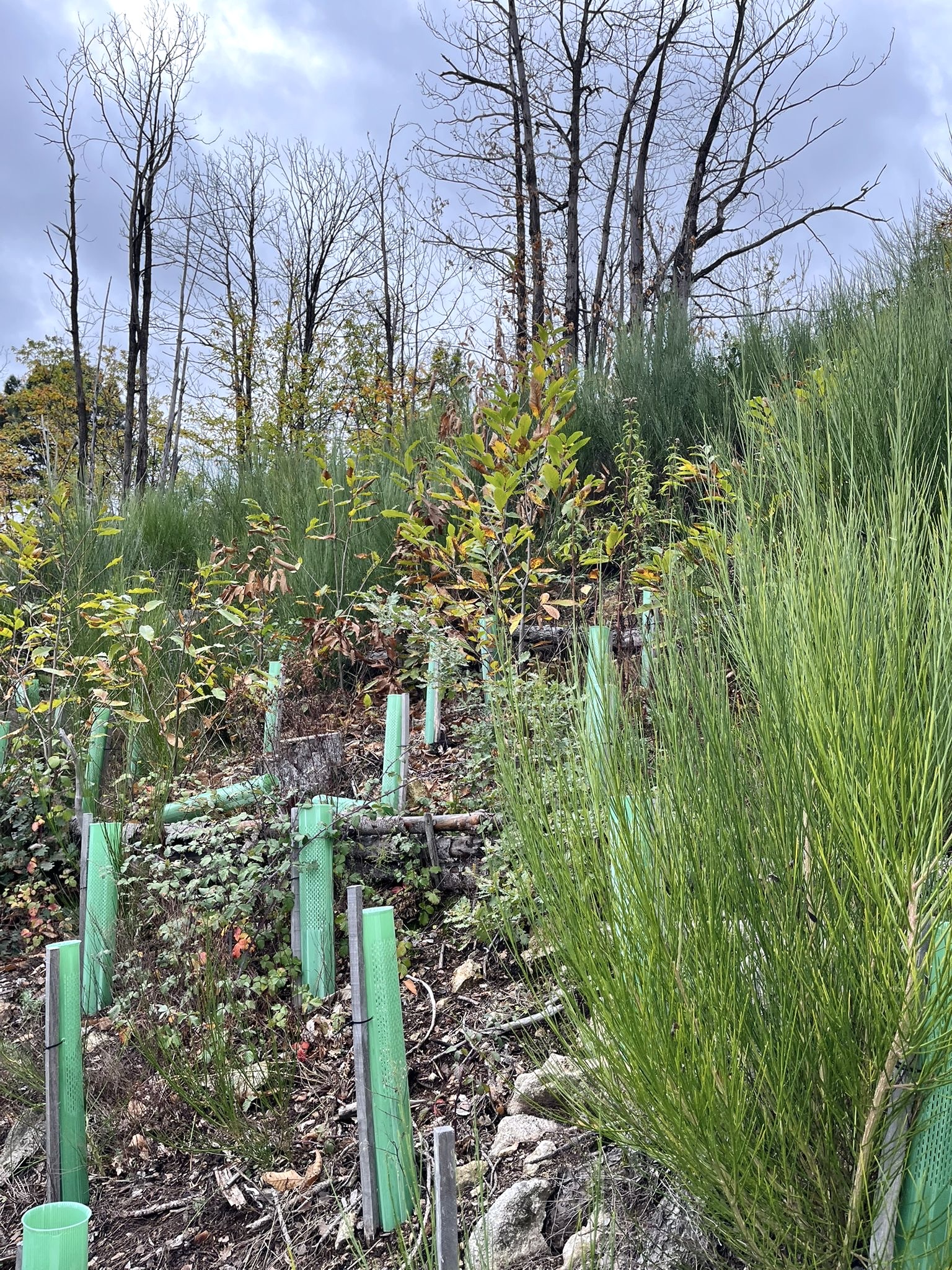 Forest4Future | Carbono