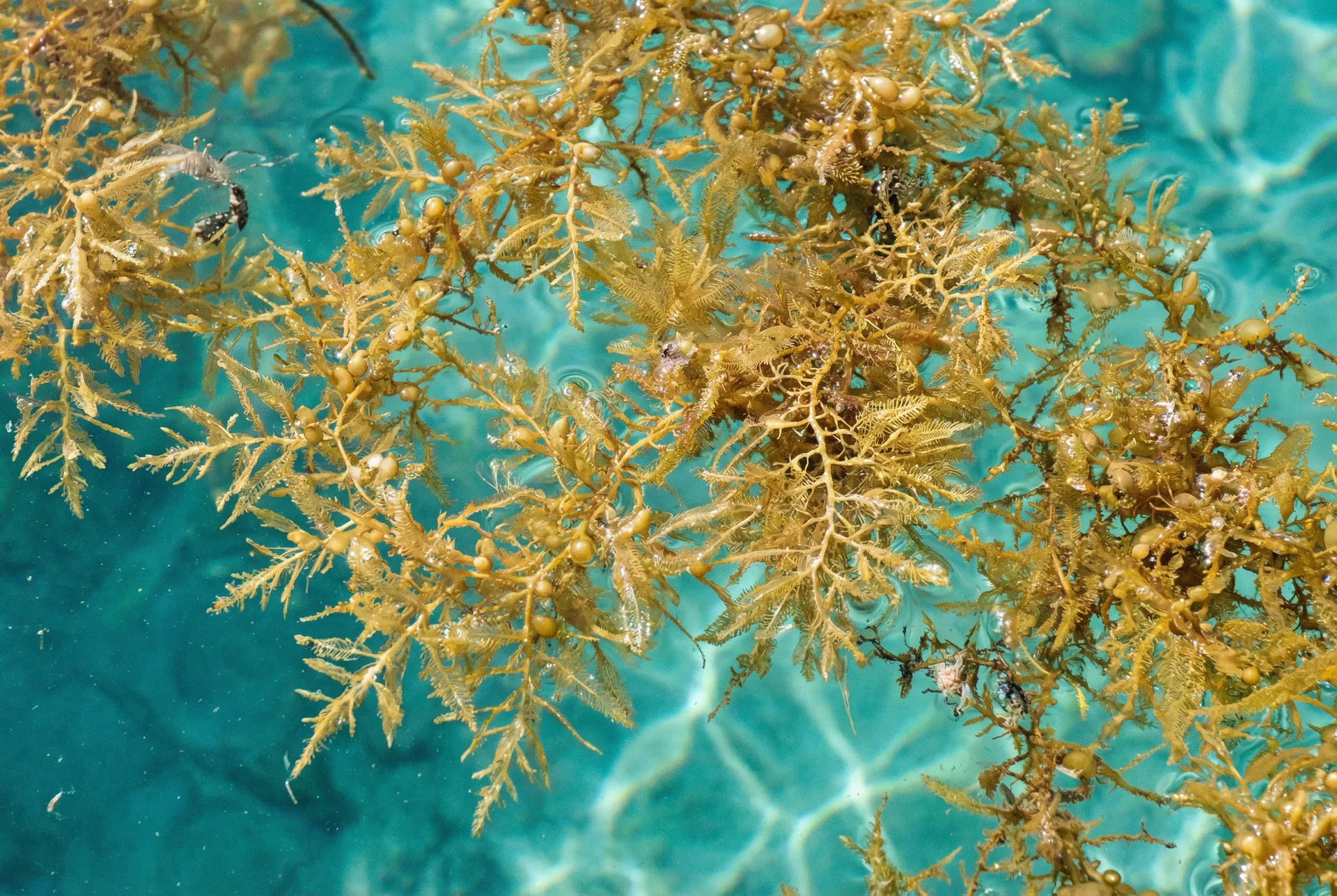 Sargazo en el Caribe