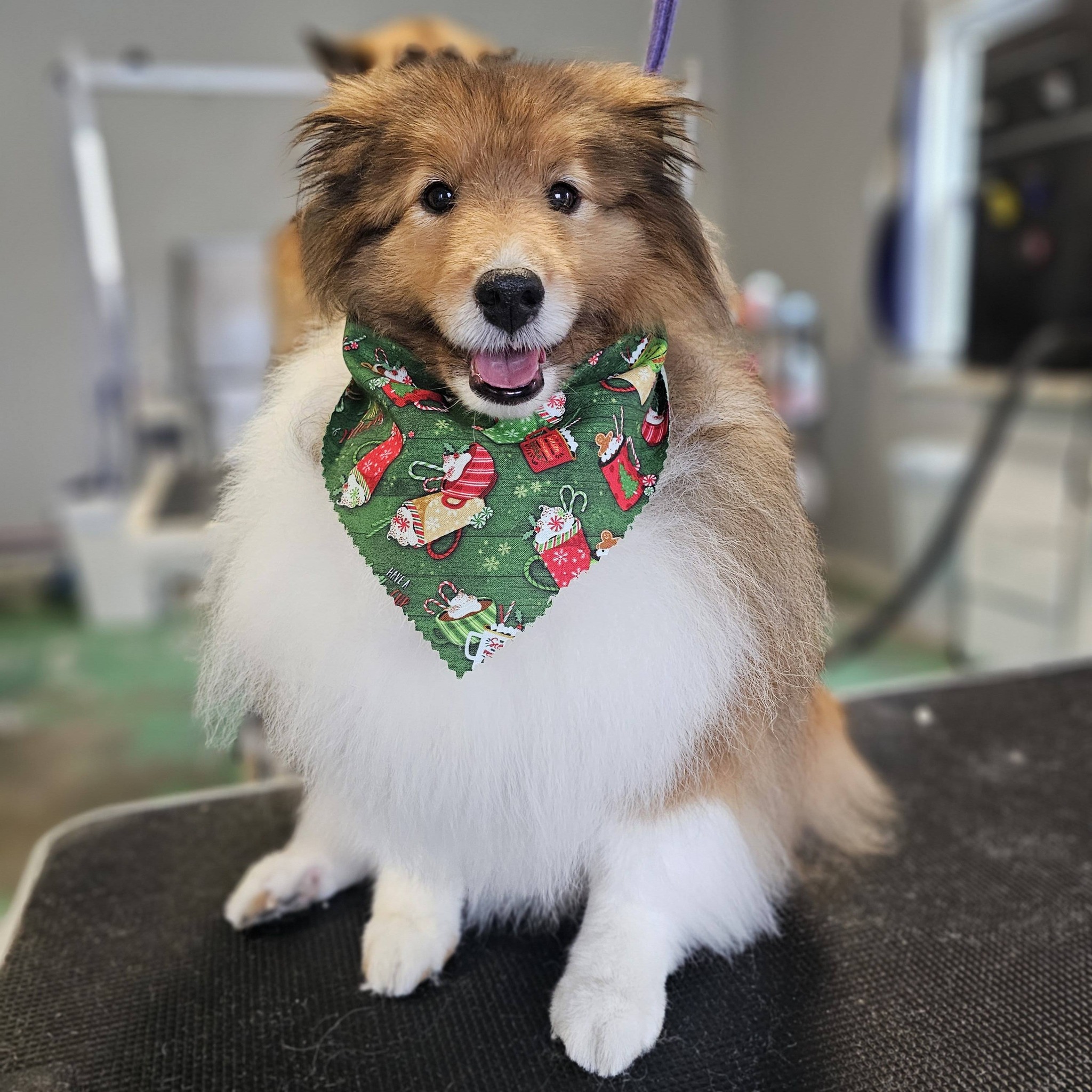 Happy groomed dog