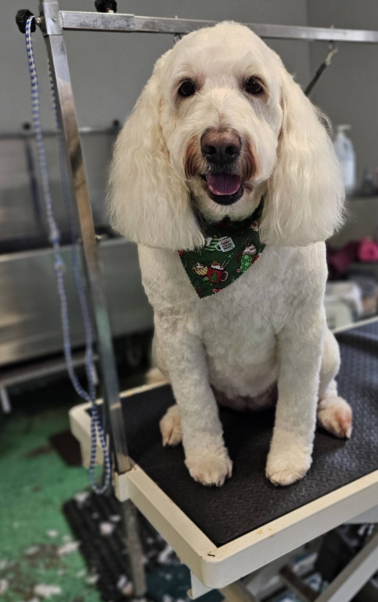 Happy groomed dog