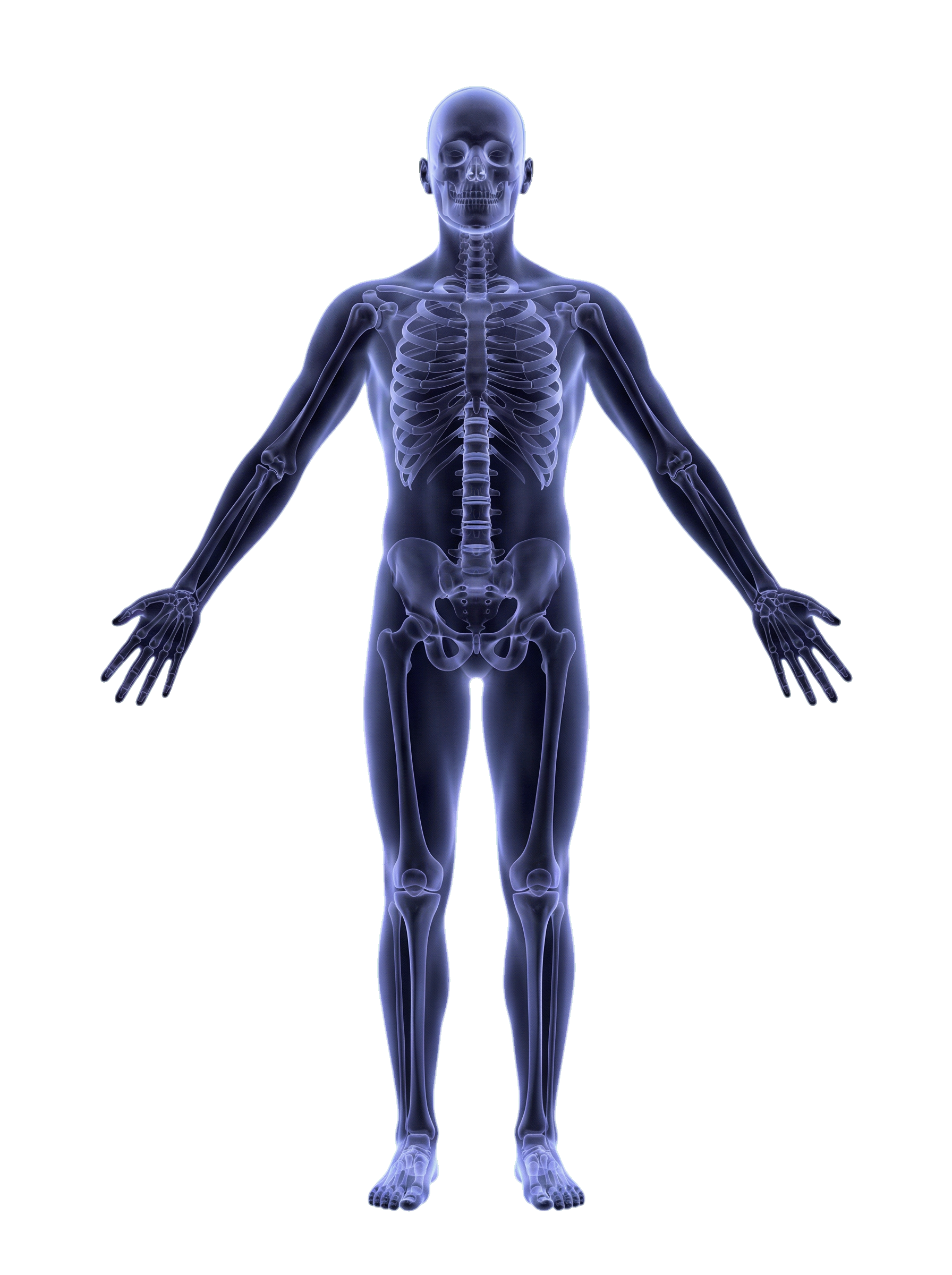 Interaktives anatomisches 3D-Modell – Osteopathie Behandlungsregionen am Körper, Kraftwerk Osteopathie Greven