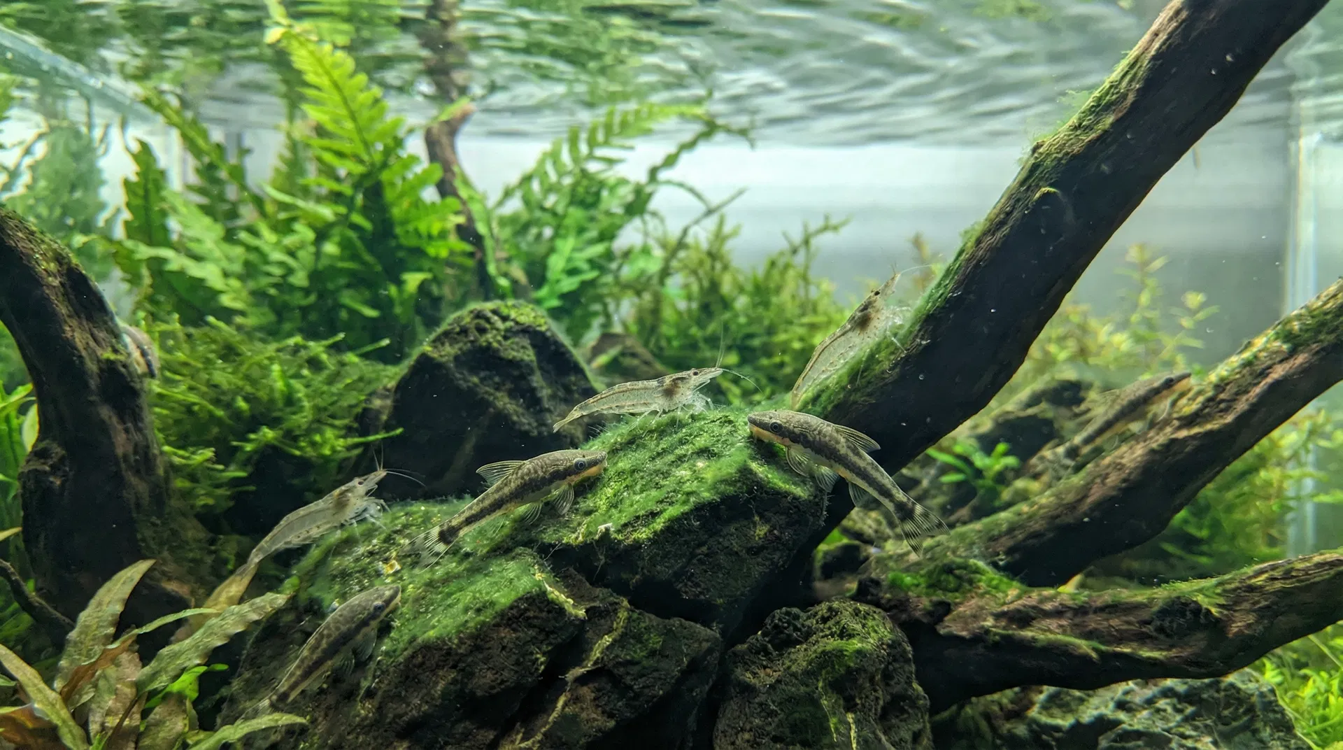 Algen im Aquarium bekämpfen – Algenfresser und Methoden