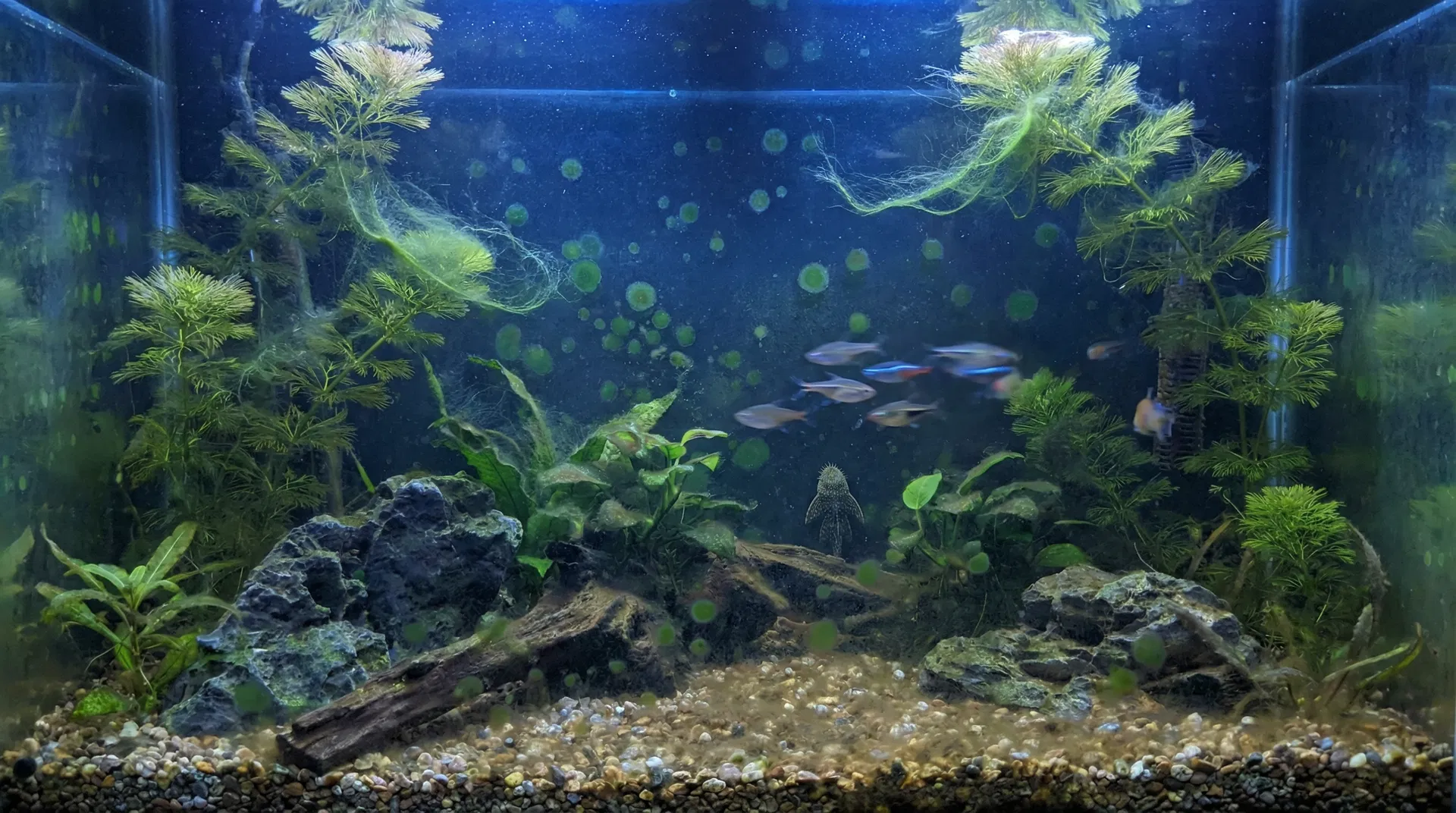 Aquarium mit Algenproblemen – Fadenalgen und Punktalgen sichtbar