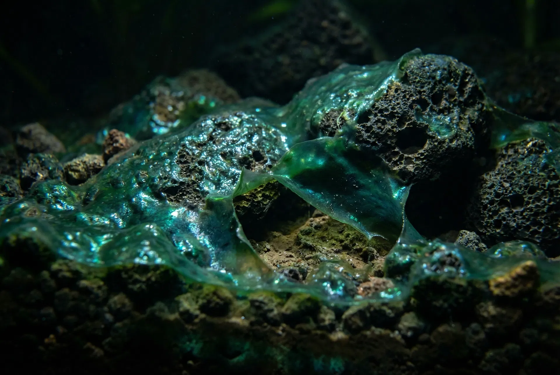 Blaualgen (Cyanobakterien) im Aquarium