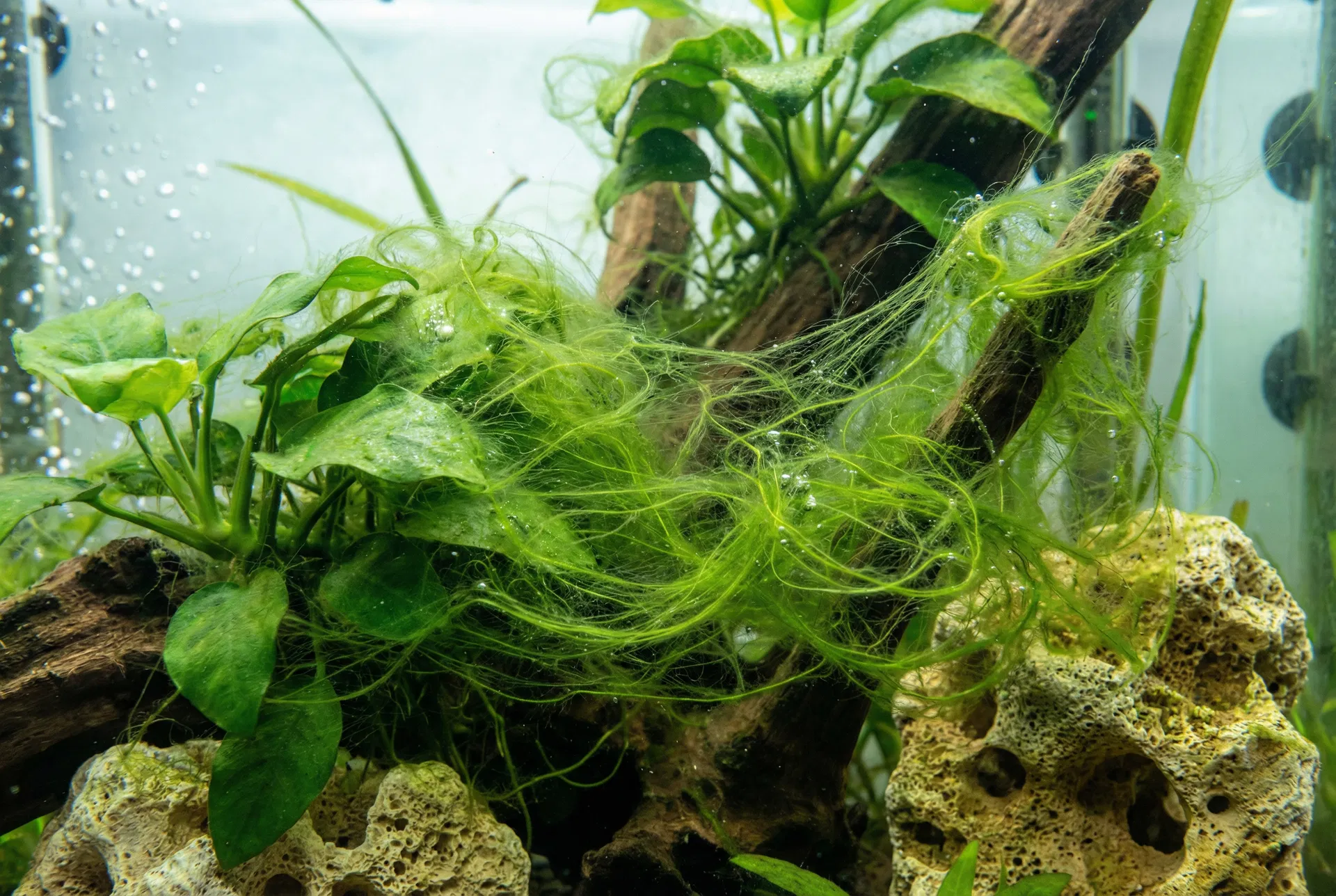 Fadenalgen im Aquarium