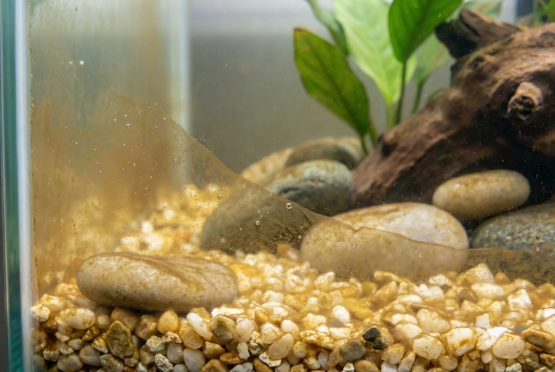 Kieselalgen (Diatomeen) im Aquarium