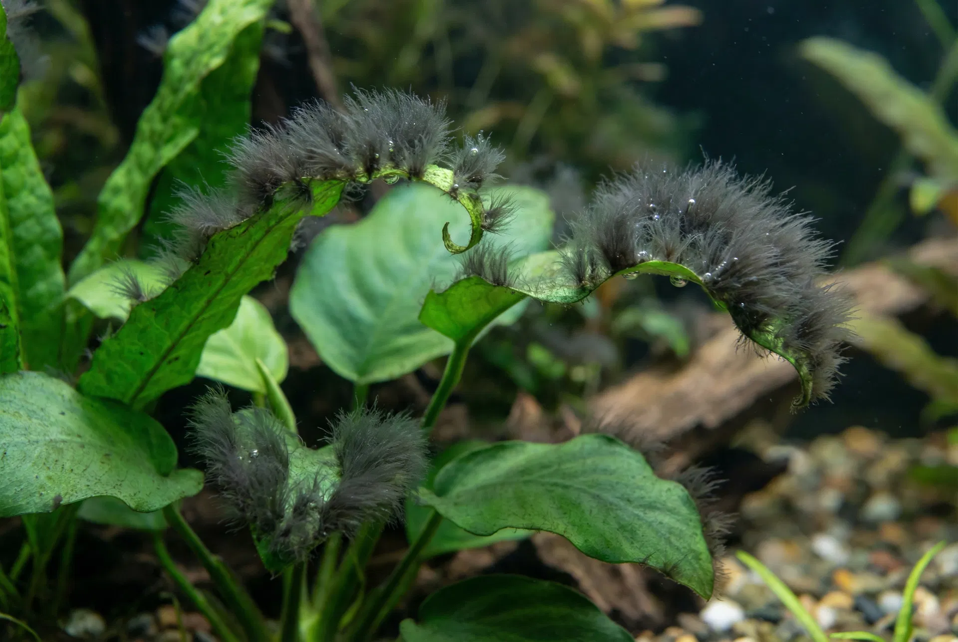 Pinselalgen (Bartalgen) im Aquarium