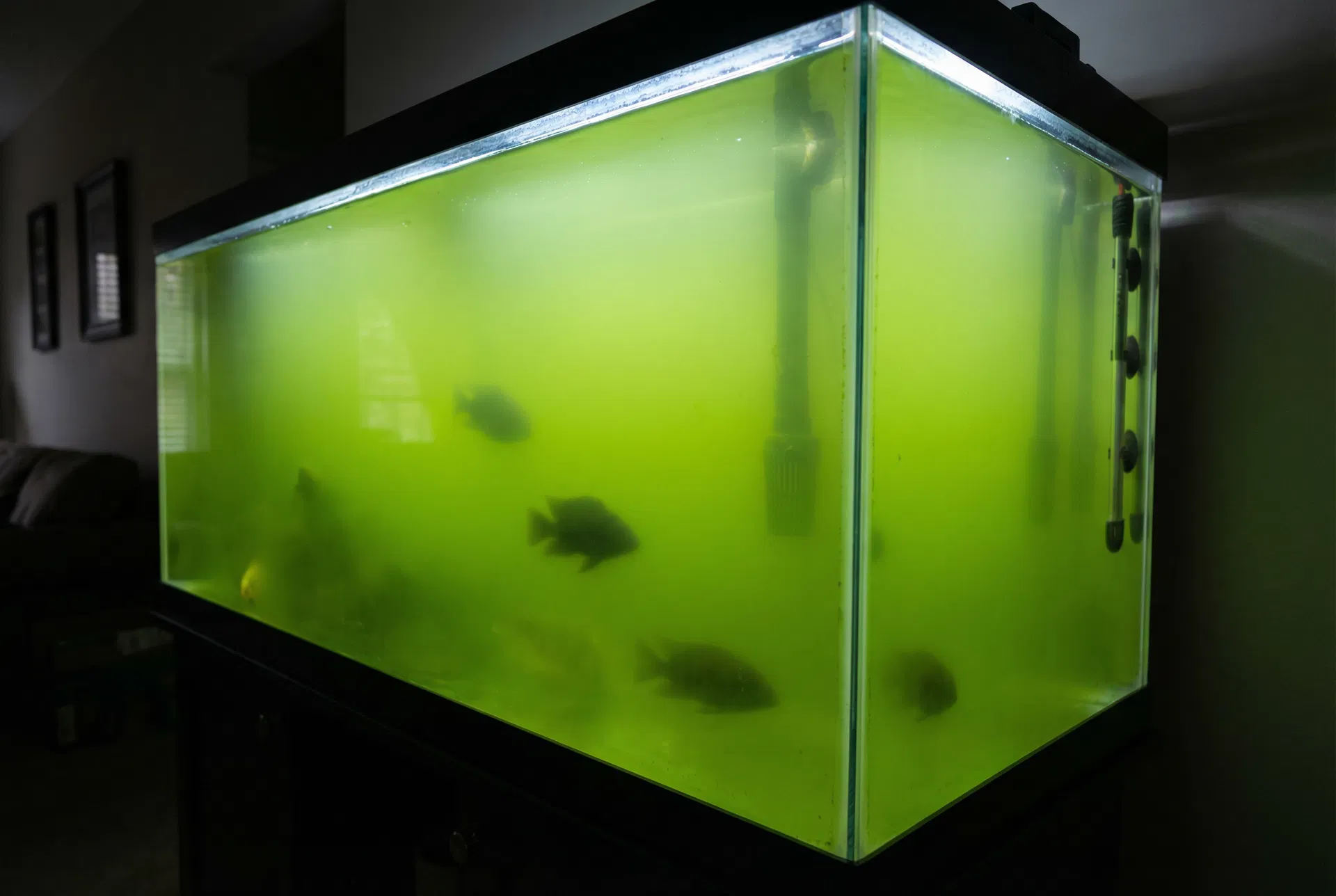 Schwebealgen (Grünwasser) im Aquarium