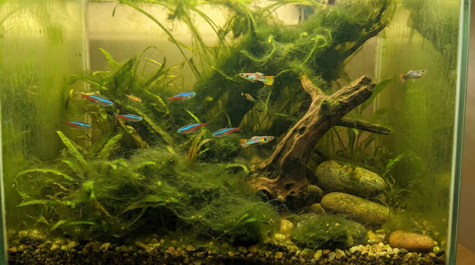 Algenursachen im Aquarium finden – Nährstoffe, Licht, CO₂