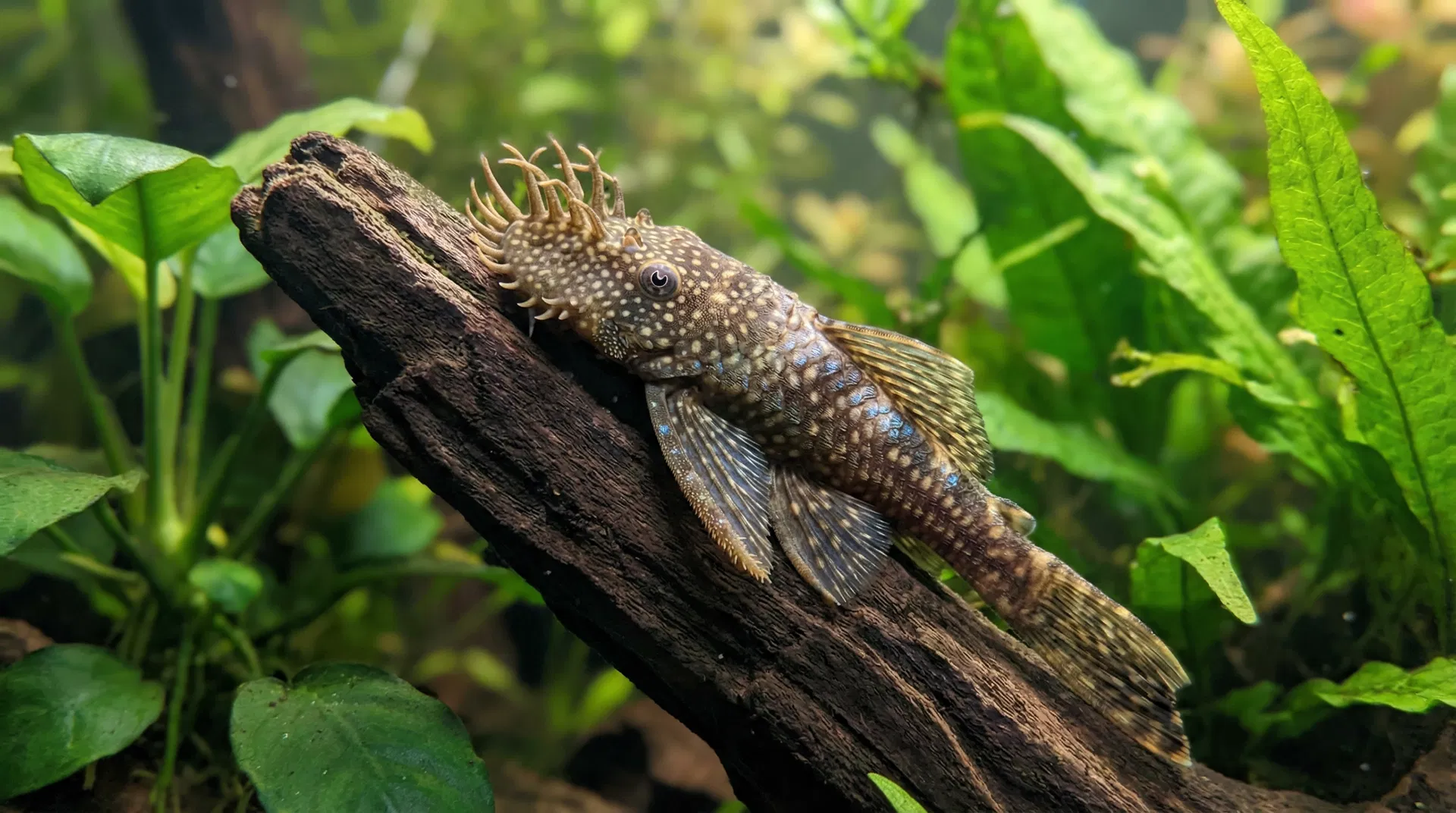 Antennenwels (Ancistrus spec.)