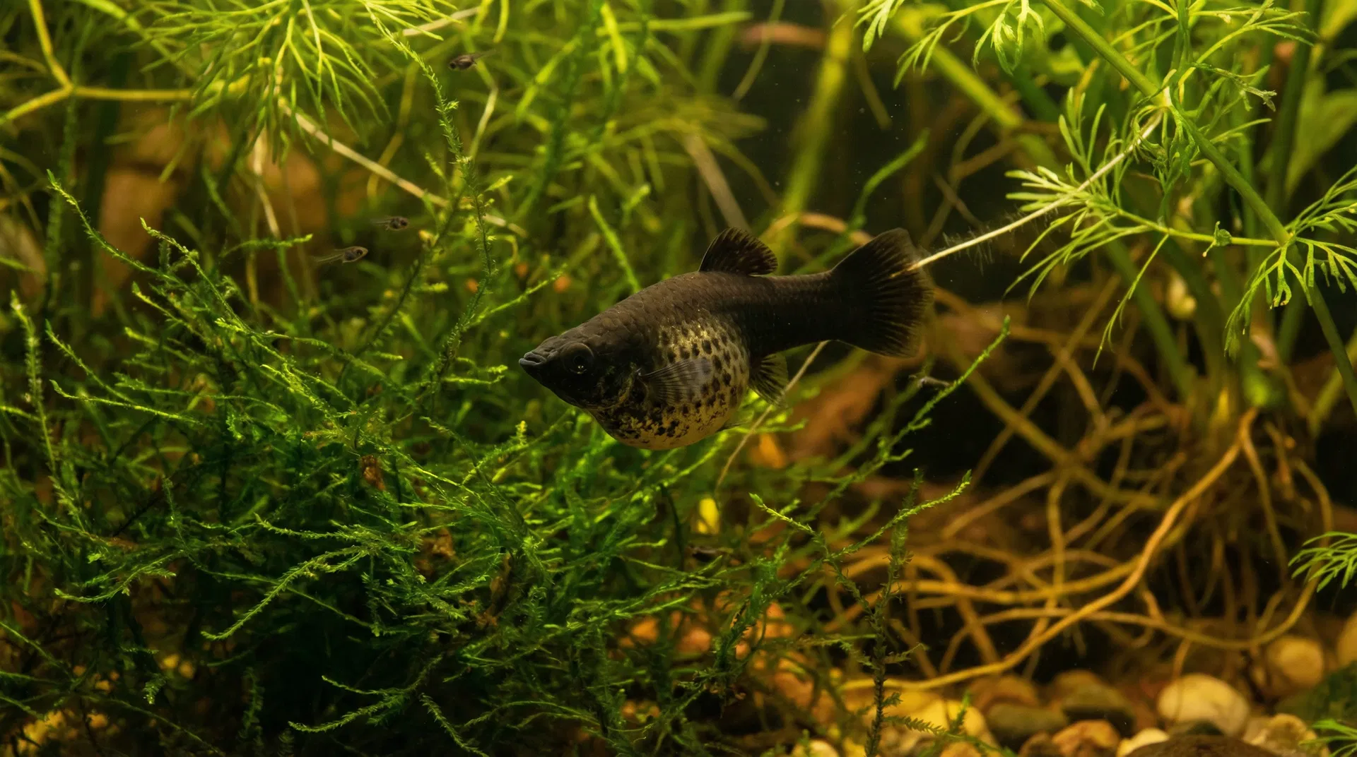 Trächtiges Black Molly Weibchen mit sichtbarem Trächtigkeitsfleck und Jungfischen im Hintergrund