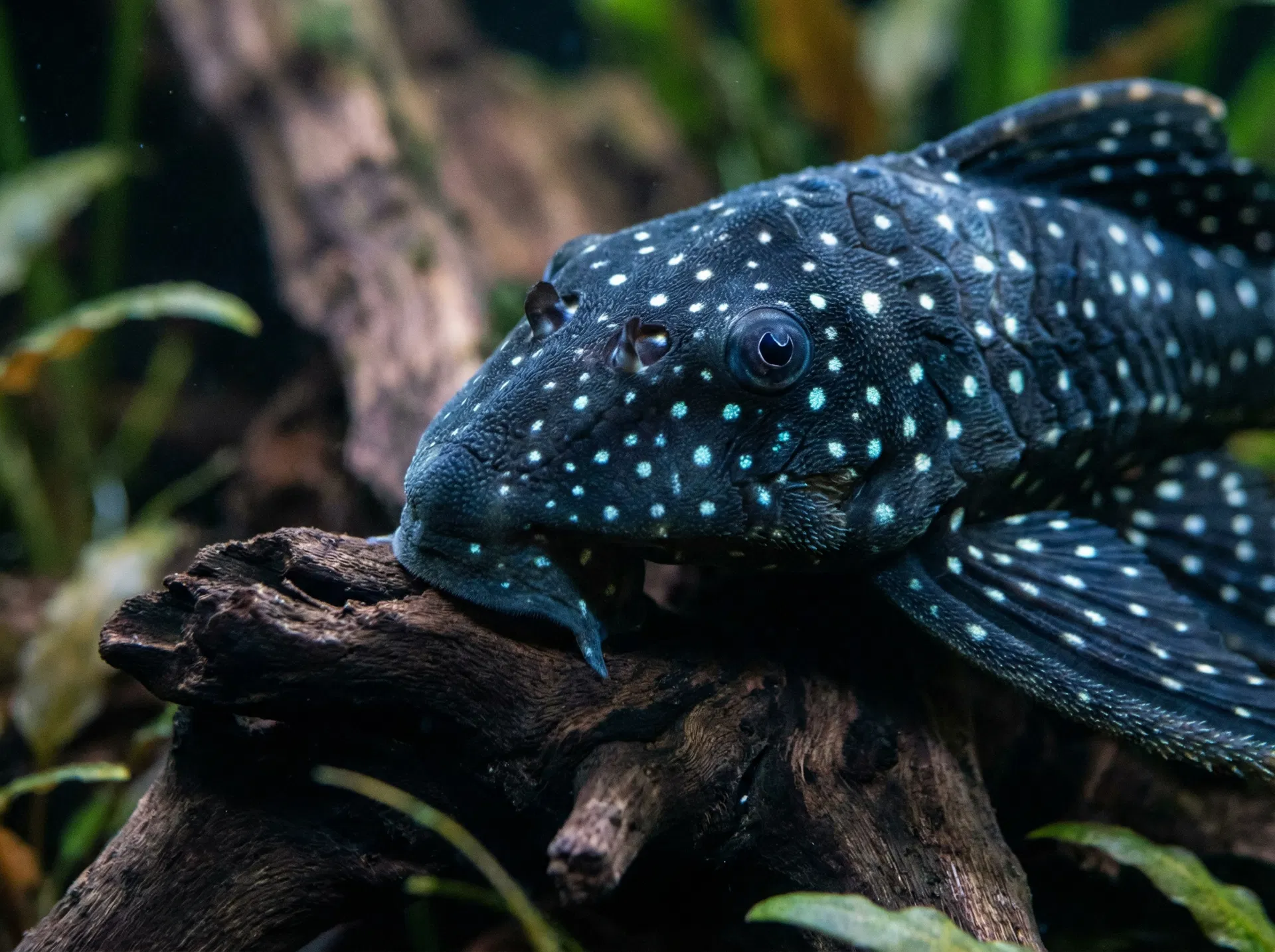 Blauer Antennenwels (Hemiancistrus sp.)