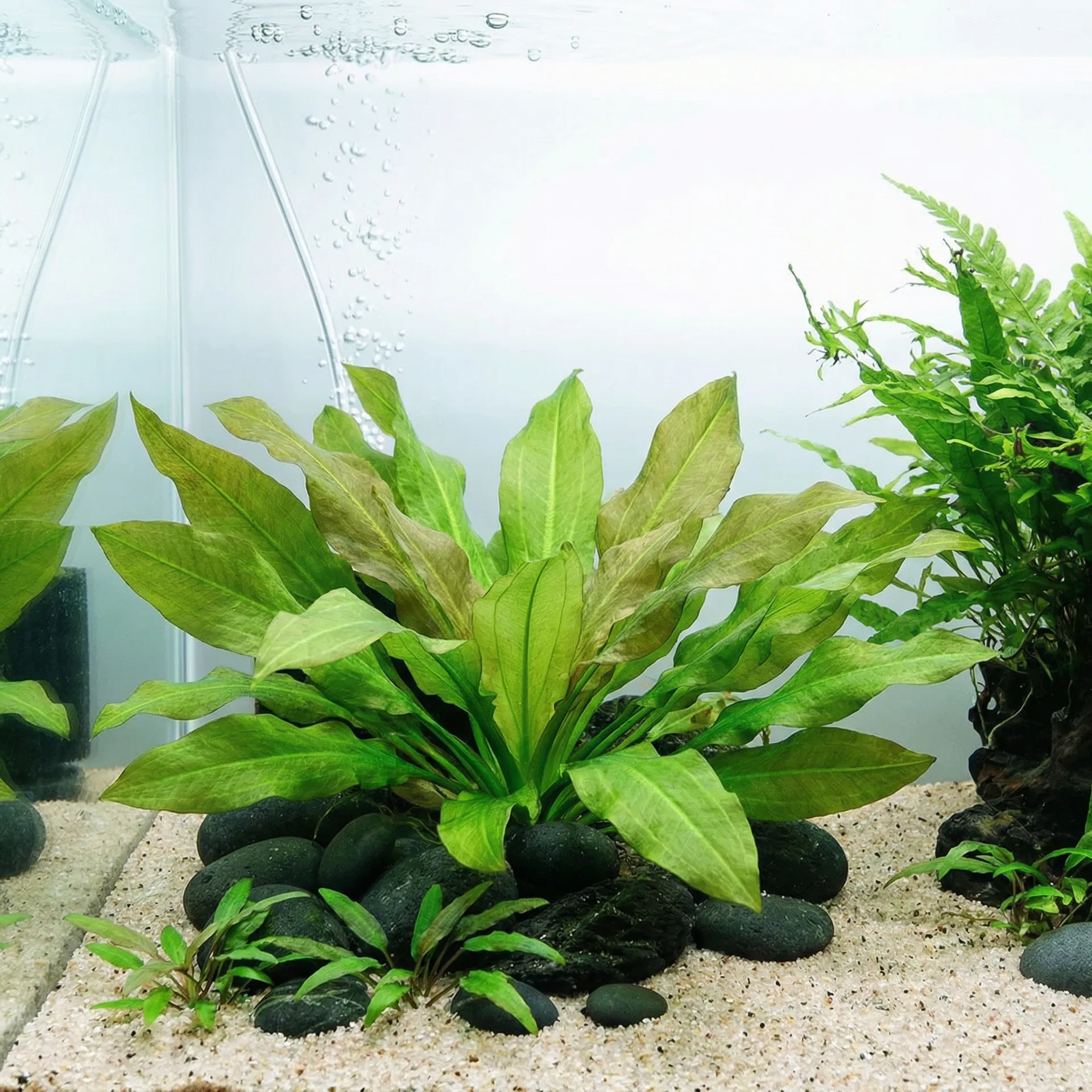 Cryptocoryne (Wasserkelch)