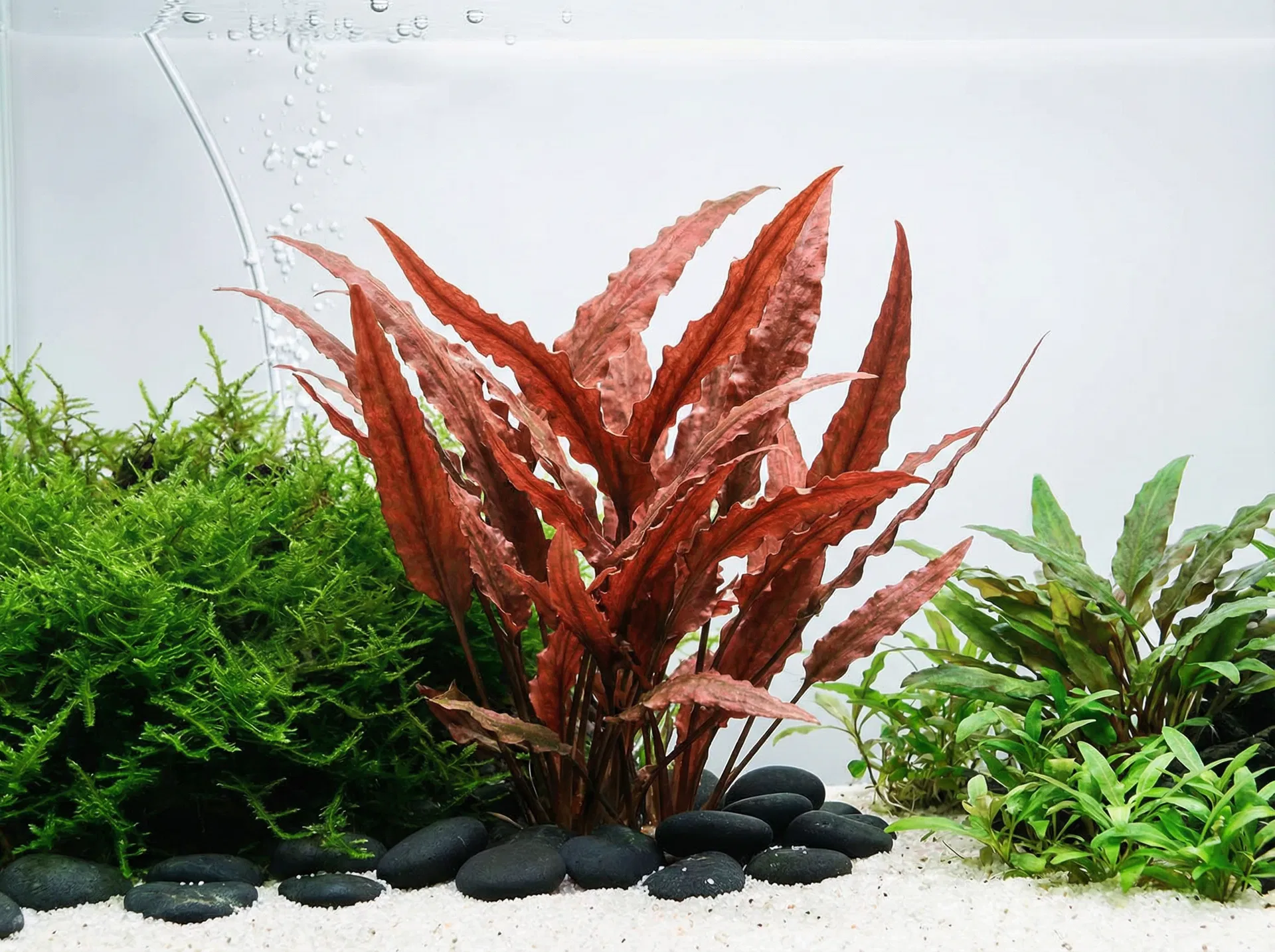 Cryptocoryne (Wasserkelch) im Aquarium