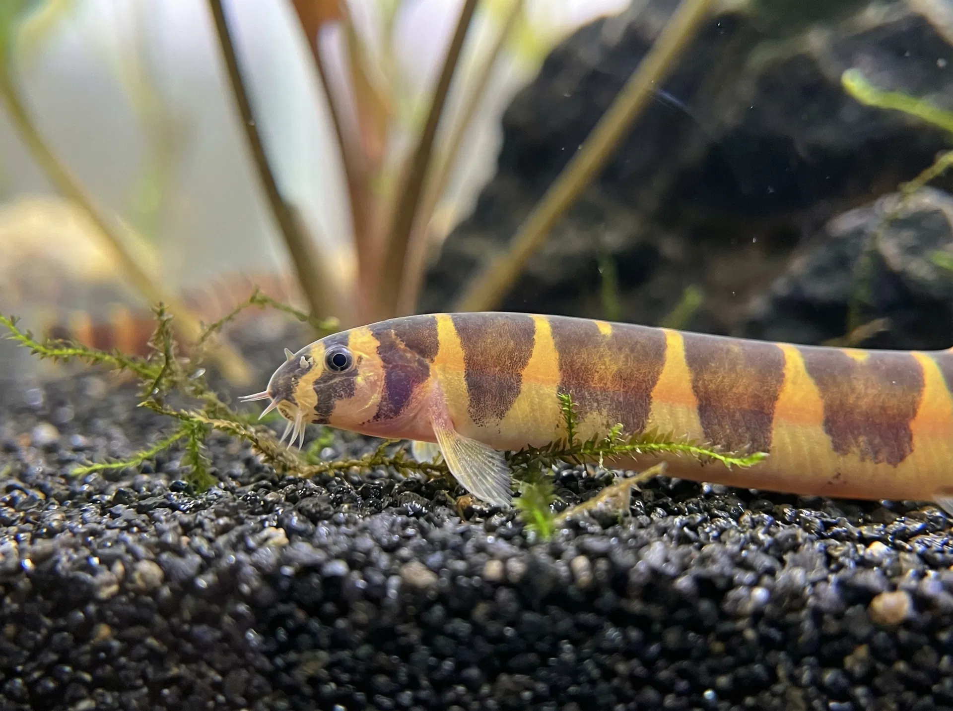 Dornaugen-Schmerle / Kuhli-Schmerle (Pangio kuhlii)