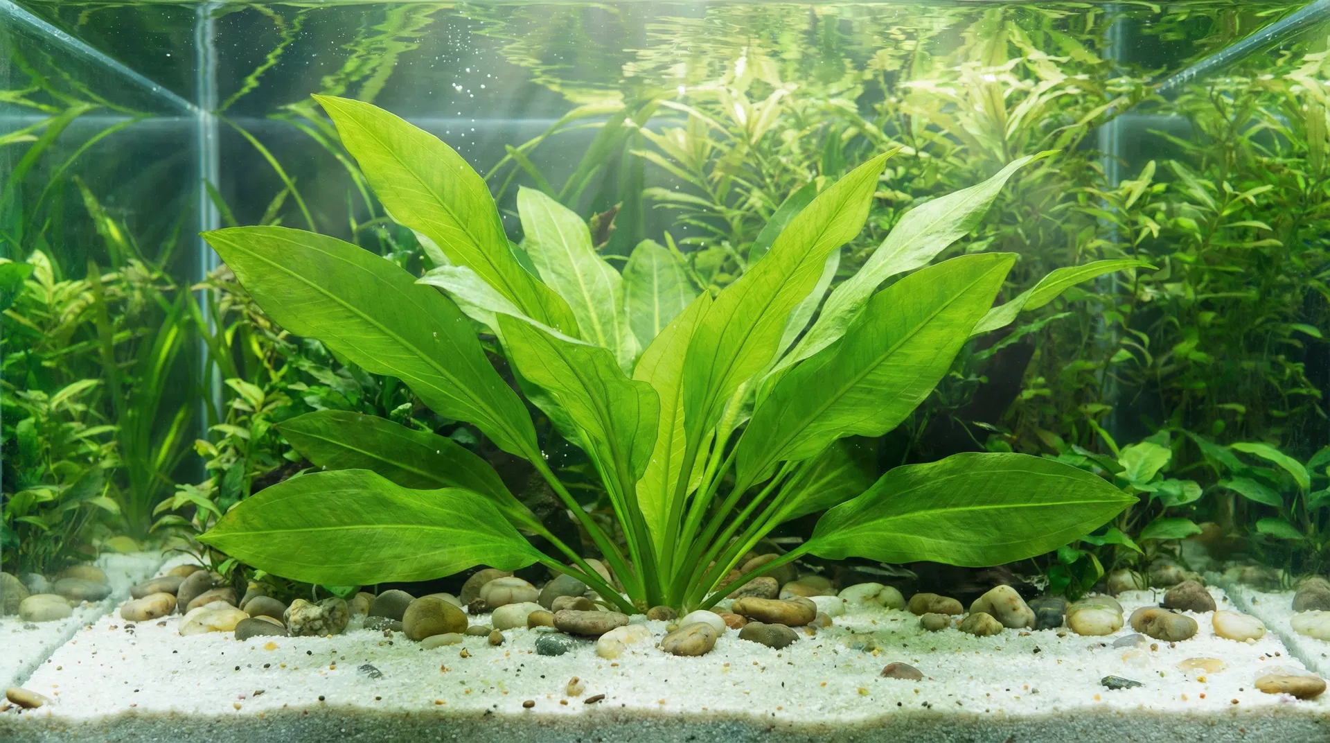 Echinodorus (Schwertpflanzen)