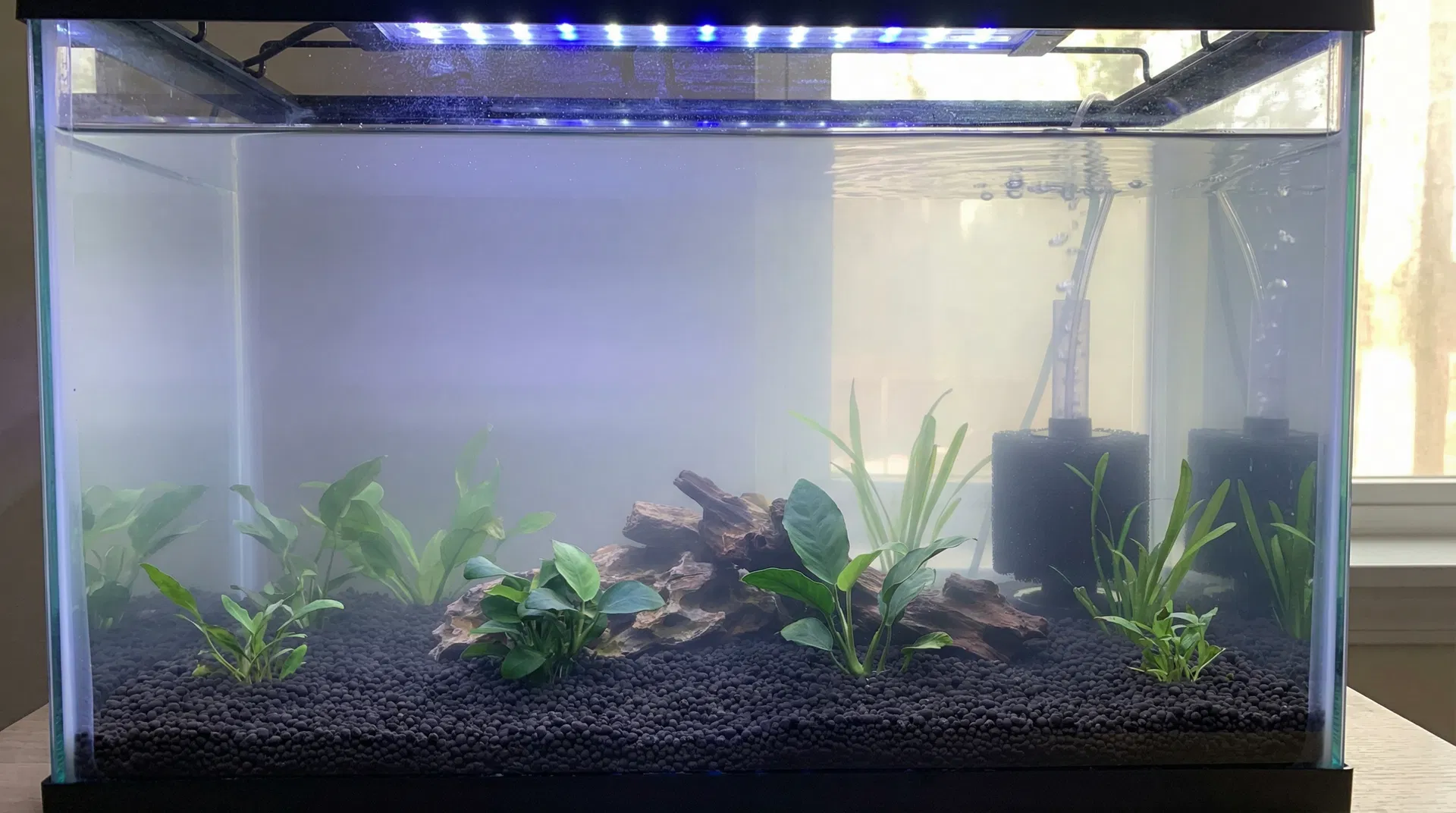 Frisch eingerichtetes Aquarium in der Einlaufphase – noch ohne Fische, mit Pflanzen und laufendem Filter