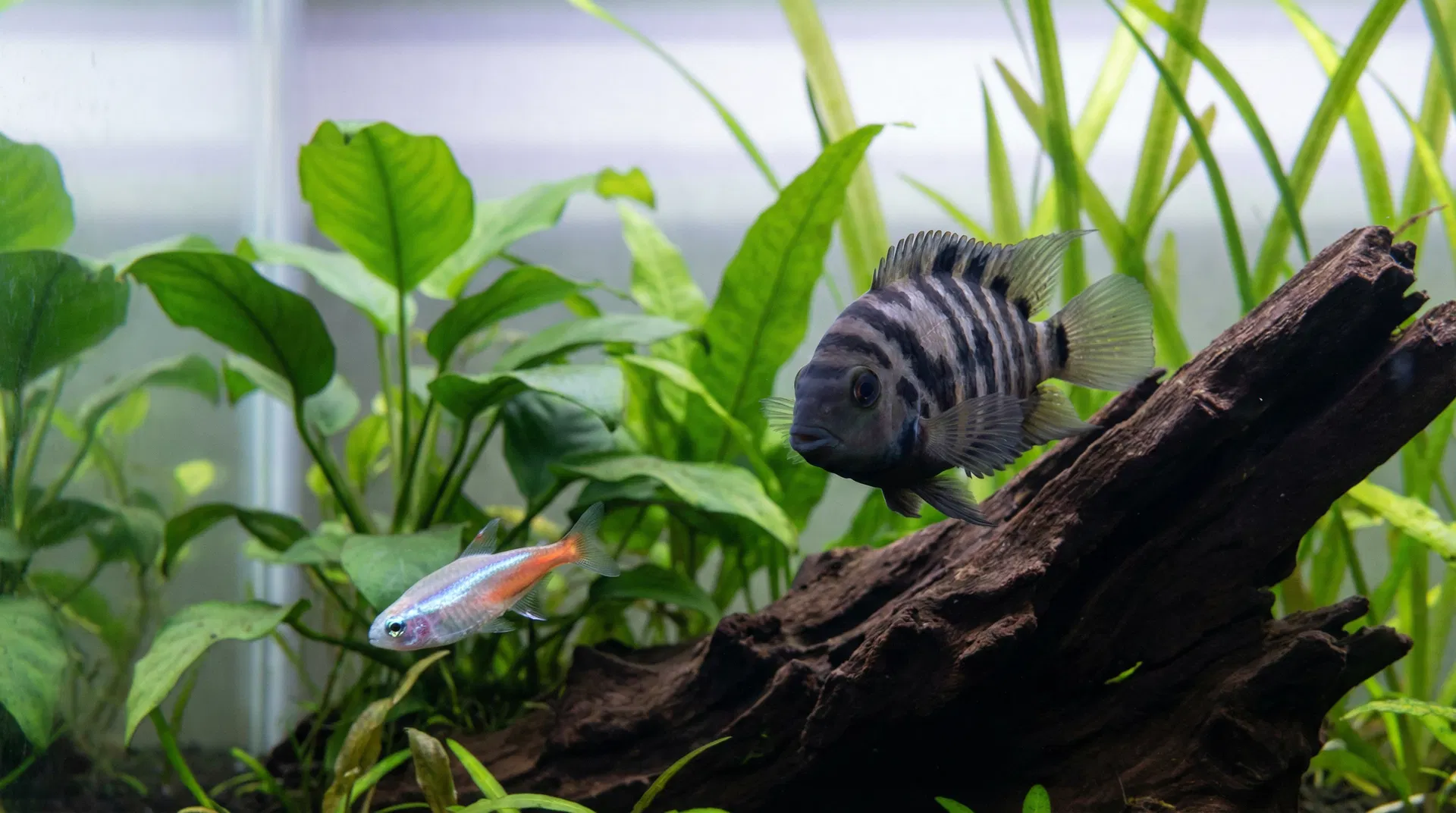 Falscher Besatz – aggressiver Buntbarsch zusammen mit kleinen friedlichen Neonsalmlern