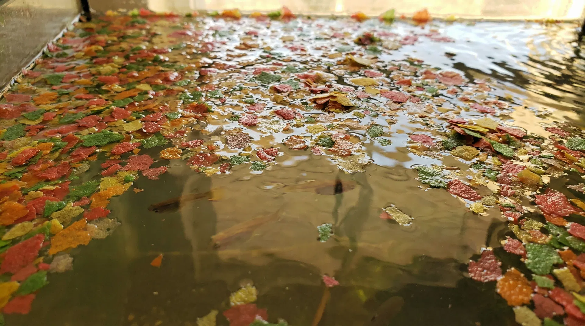 Überfütterung im Aquarium – Flockenfutter bedeckt dicht die Wasseroberfläche