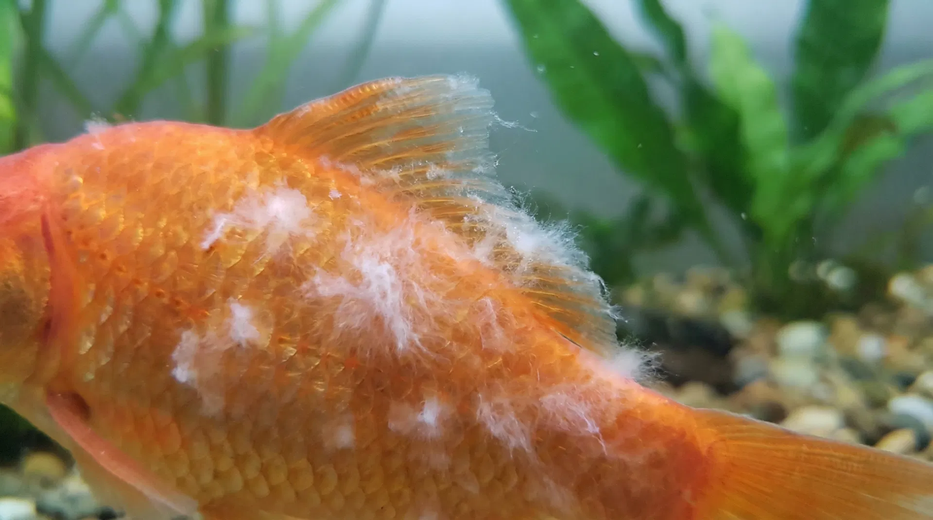 Goldfisch mit Fischschimmel (Saprolegnia) – watteartiger weißer Pilzbelag auf Körper und Rückenflosse