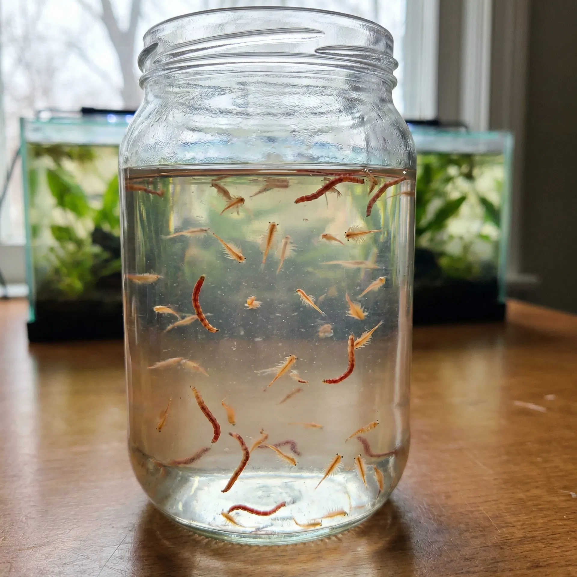 Lebendes Artemia und Mückenlarven in einem Glasgefäß