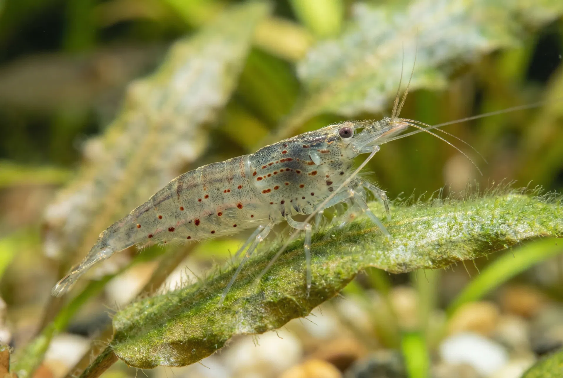 Amanogarnele (Caridina multidentata) im Aquarium