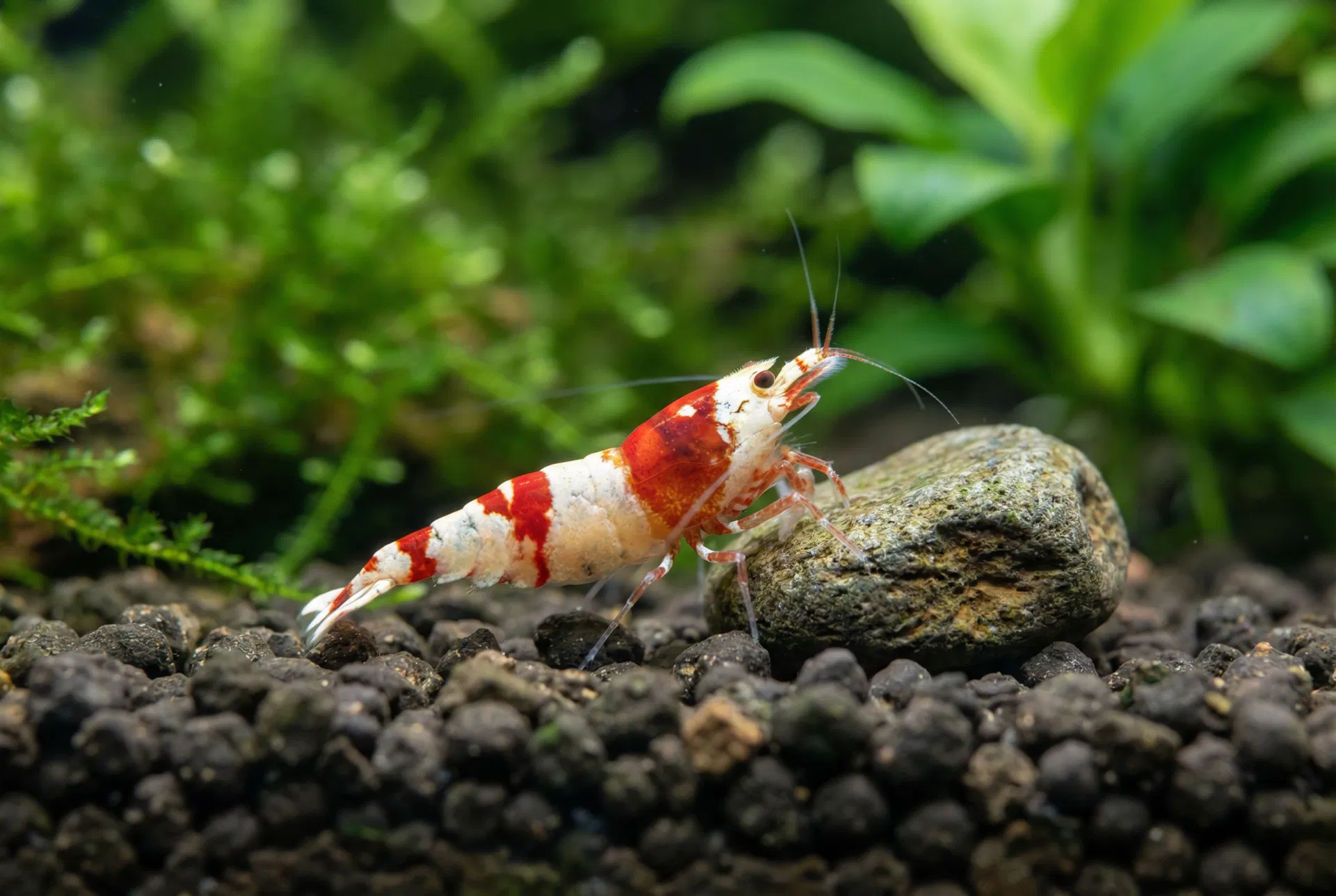 Bienengarnele / Crystal Red Shrimp (Caridina logemanni) im Aquarium