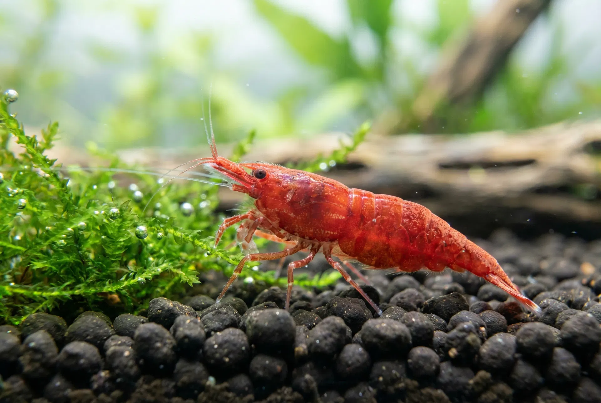 Red Cherry Garnele (Neocaridina davidi) im Aquarium