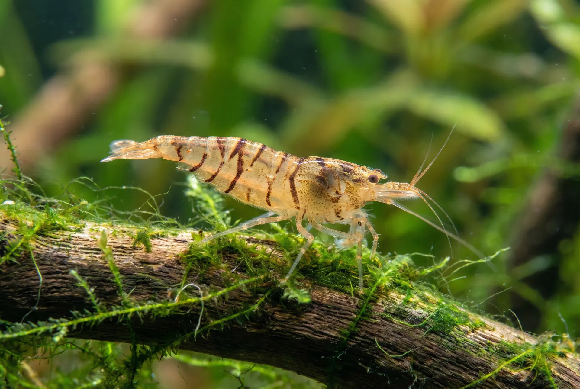 Tigergarnele (Caridina mariae) im Aquarium