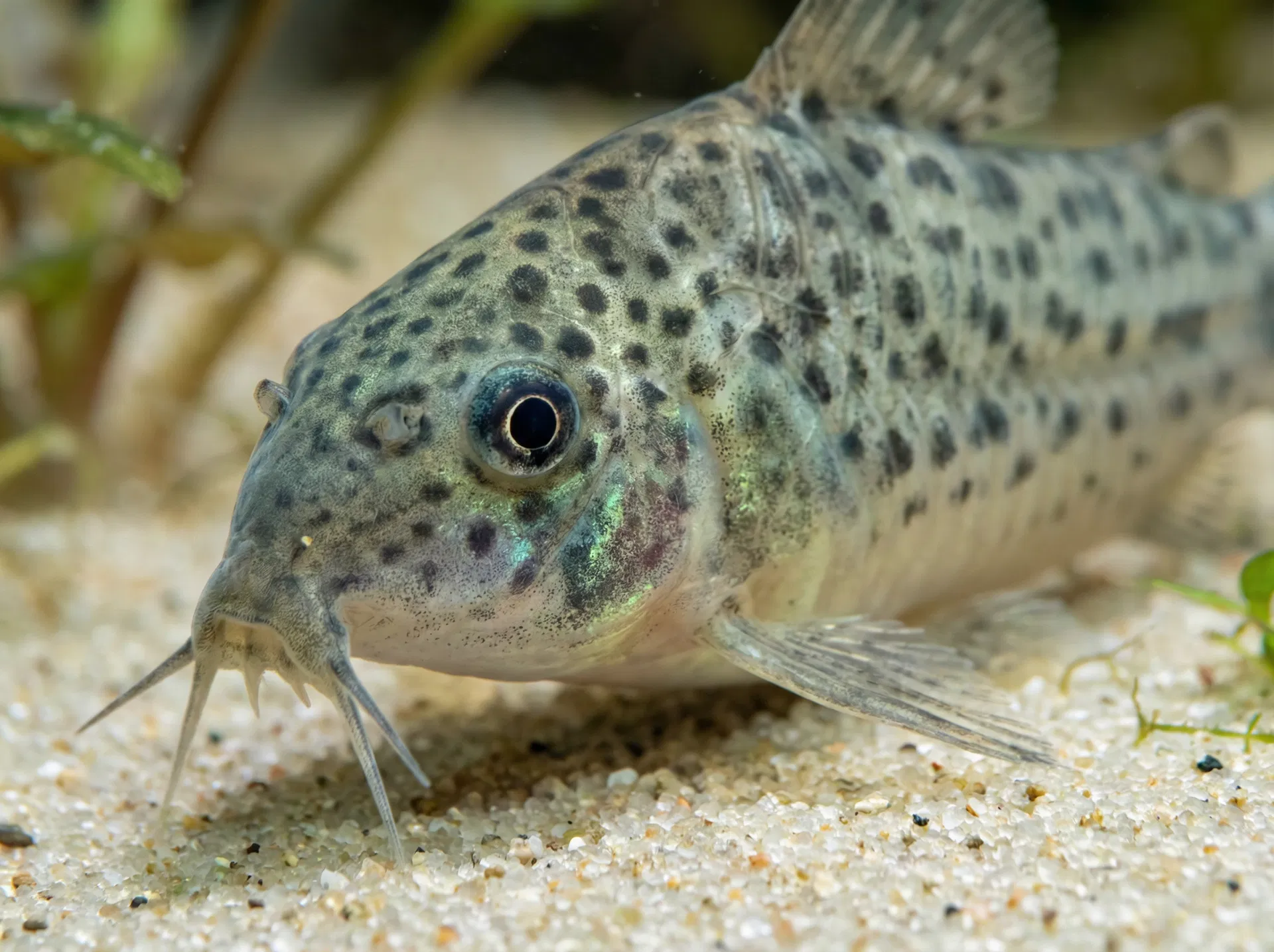 Gefleckter Panzerwels (Corydoras paleatus)