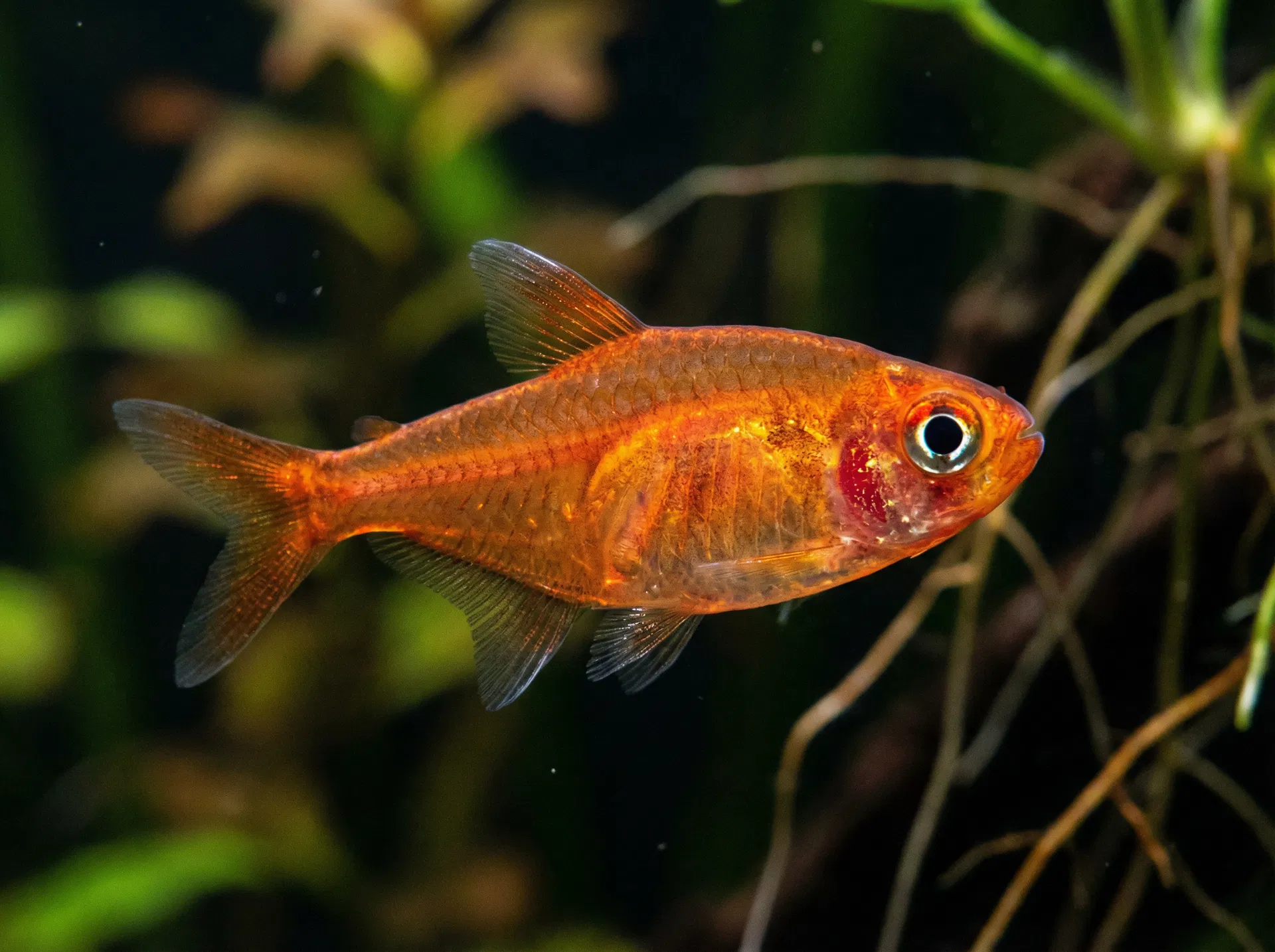 Funkensalmler (Hyphessobrycon amandae)