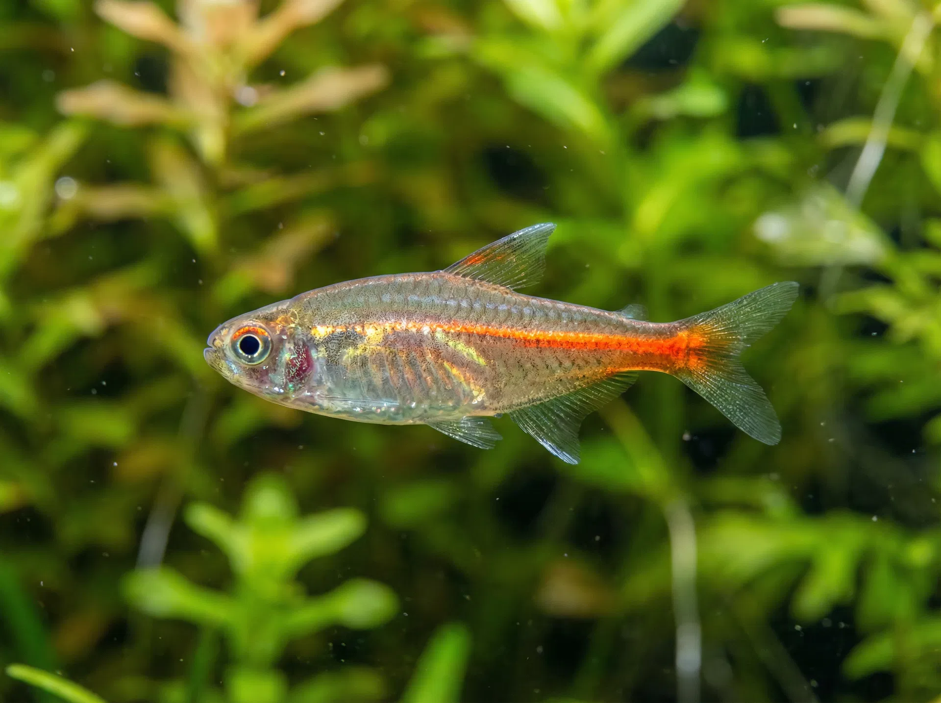 Glühlichtsalmler (Hemigrammus erythrozonus)