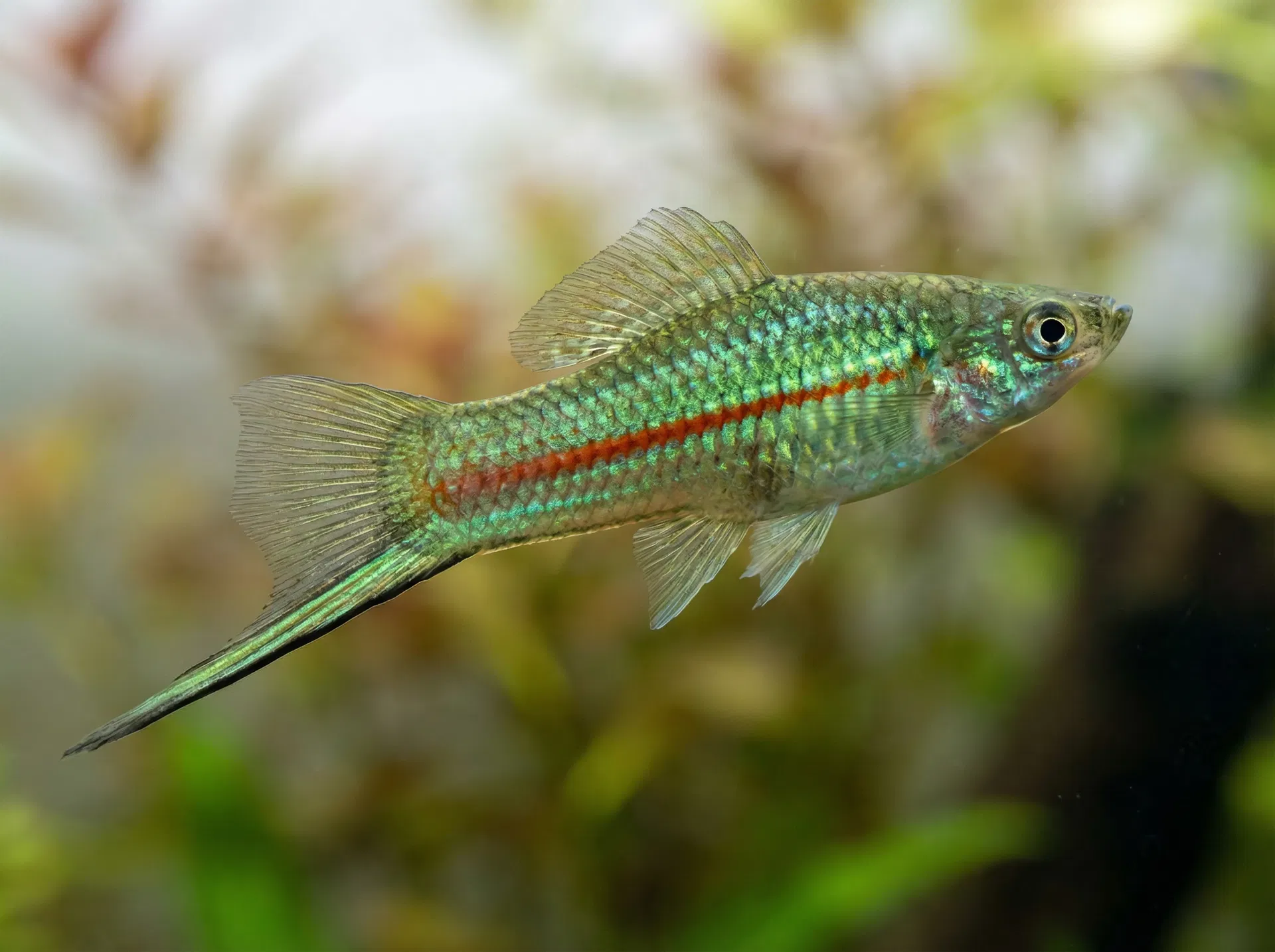 Grüner Schwertträger (Xiphophorus hellerii)