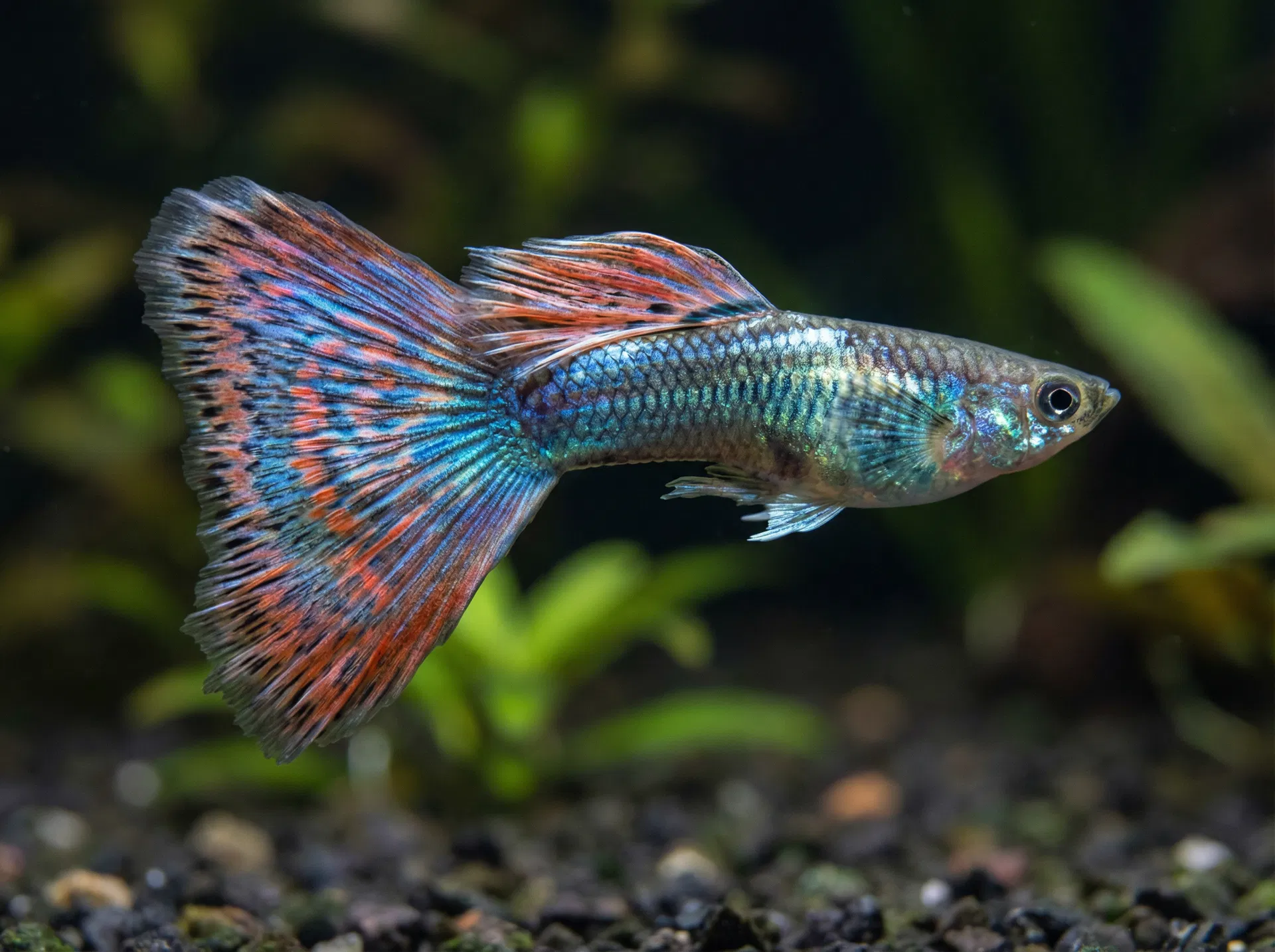 Guppy (Poecilia reticulata)