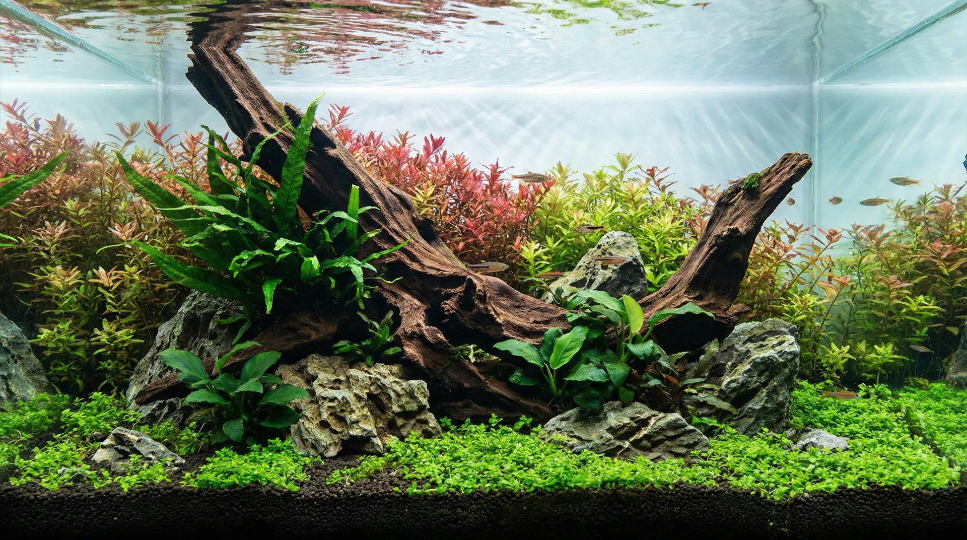 Kombination von Hardscape und Pflanzen – Nature Aquarium Stil