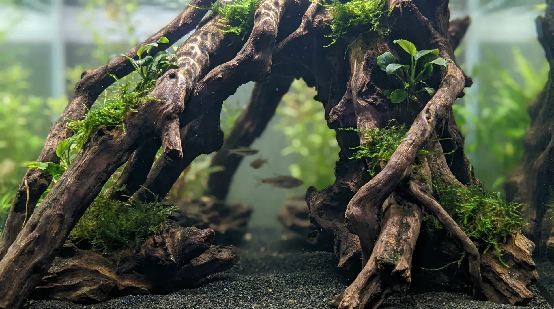 Wurzeln im Aquarium – Mopani- und Mangrovenwurzeln mit Javamoos