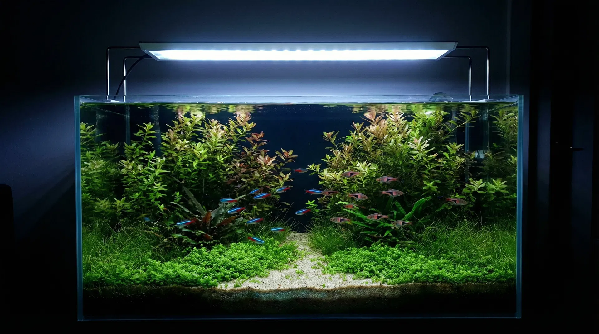 Bepflanztes Aquarium mit LED-Beleuchtung und Neontetras