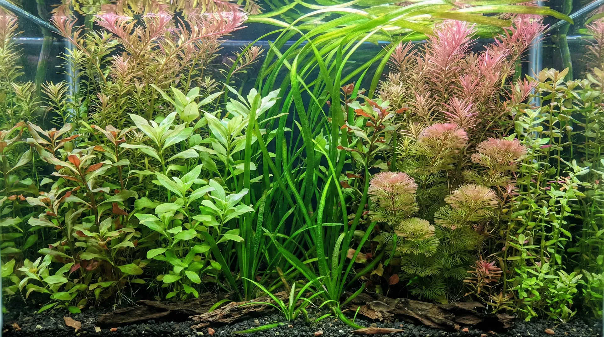 Hintergrundpflanzen im Aquarium: Vallisneria, Hygrophila, Ludwigia und Rotala als dichte Kulisse