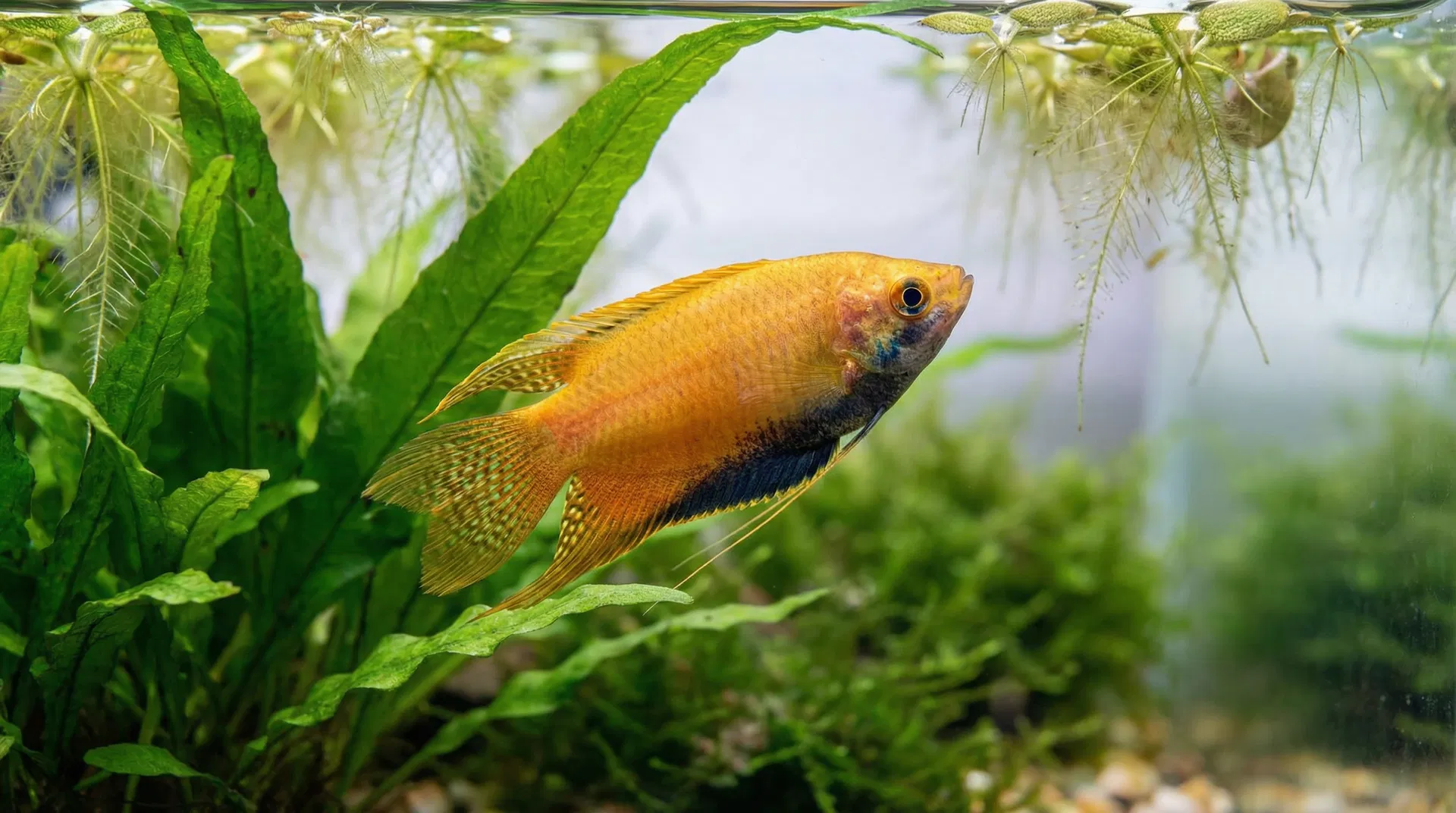 Männlicher Honig-Gurami (Trichogaster chuna) im Prachtkleid in einem bepflanzten Aquarium